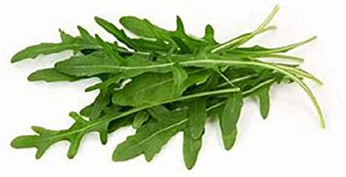 Organic Arugula Roquette Lettuce Seeds - Heirloom Non-GMO 200 Count - Crisp Salad Greens for Fresh Salads, Sandwiches & Gourmet Dishes - Perfect for Home Gardeners & Chefs