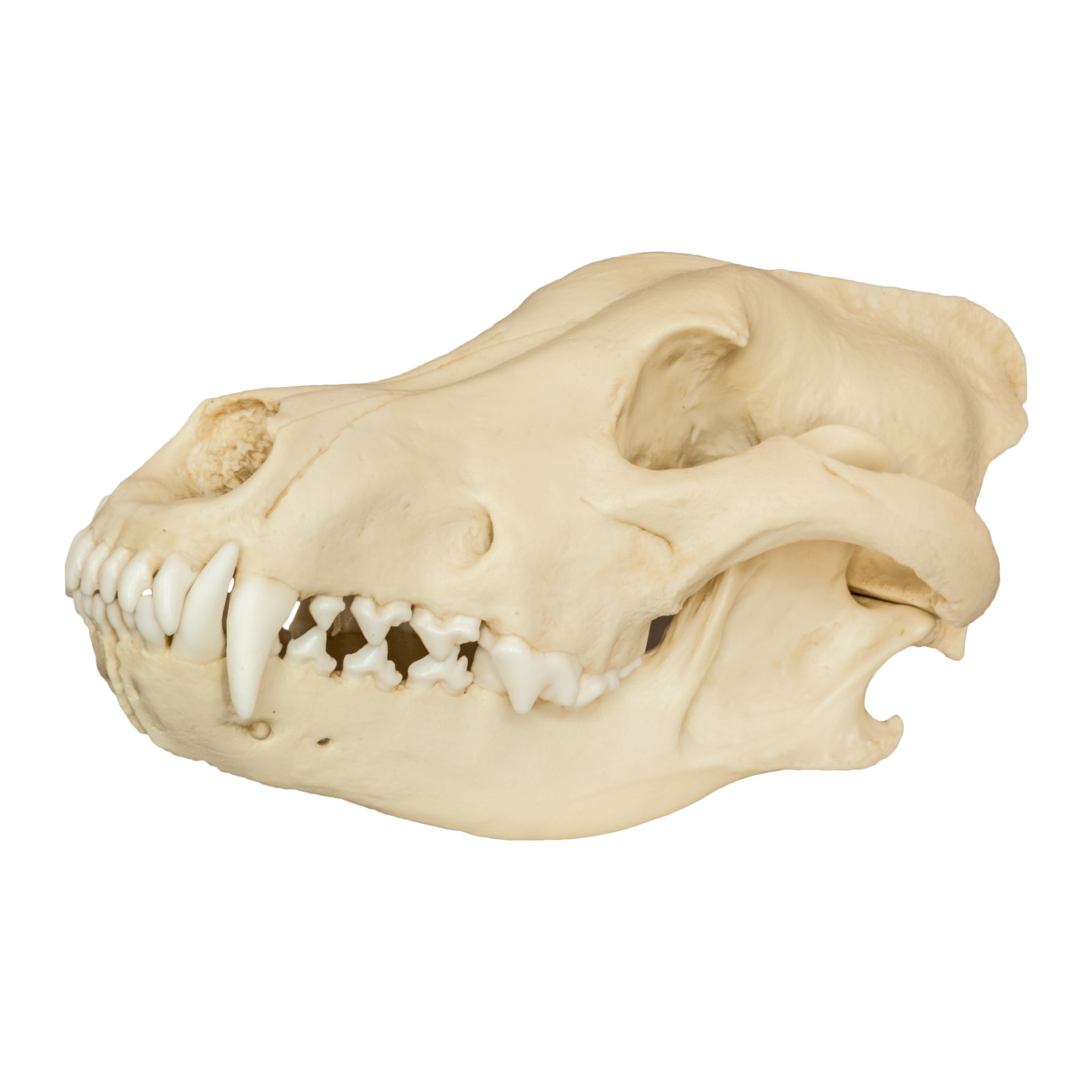 Authentic Gray Wolf Skull Replica - High-Quality Animal Skull Model for Home Decor, Halloween Props, Educational Display & Taxidermy Collection