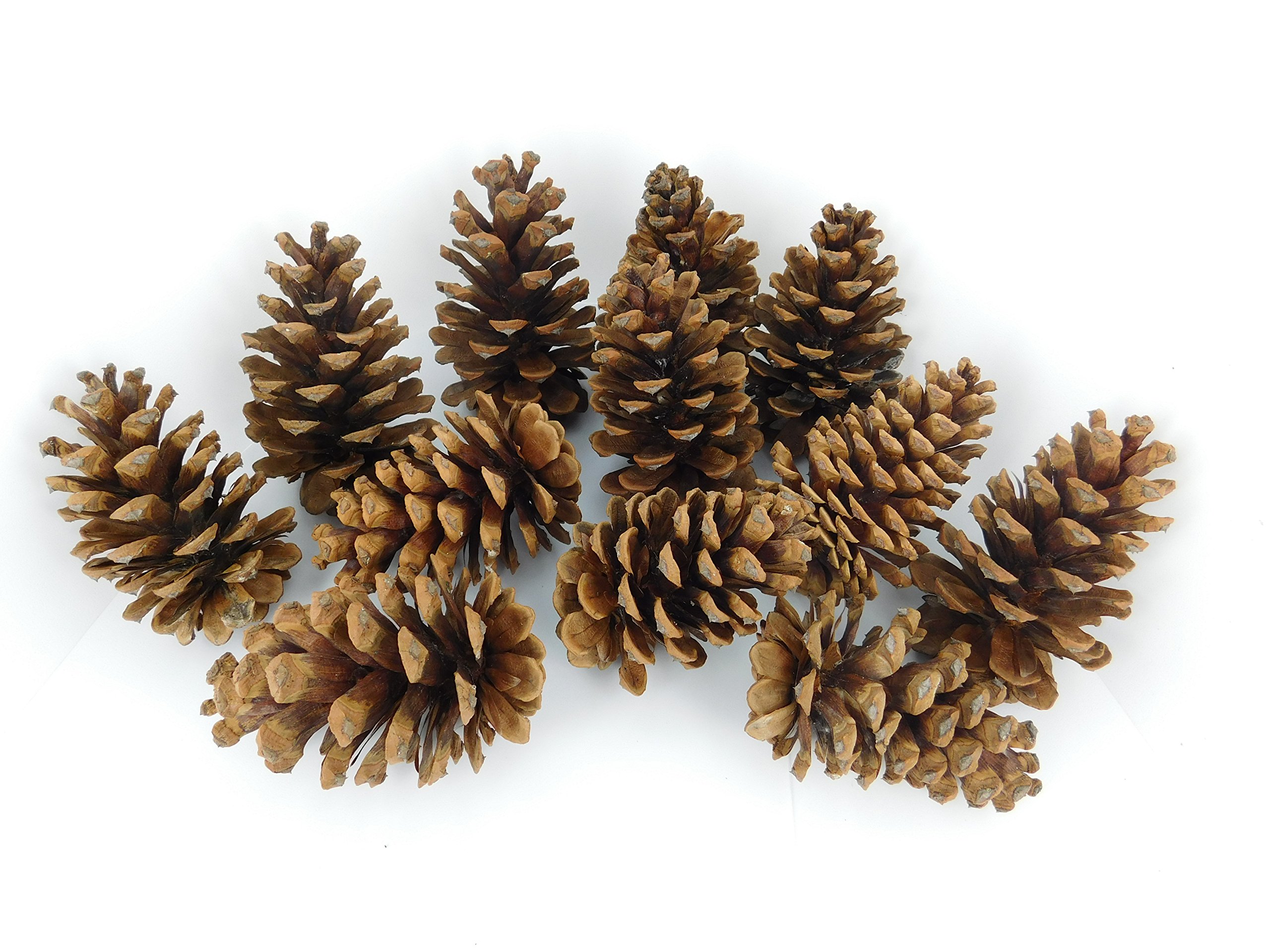 12 Ponderosa Natural Pine Cones 3