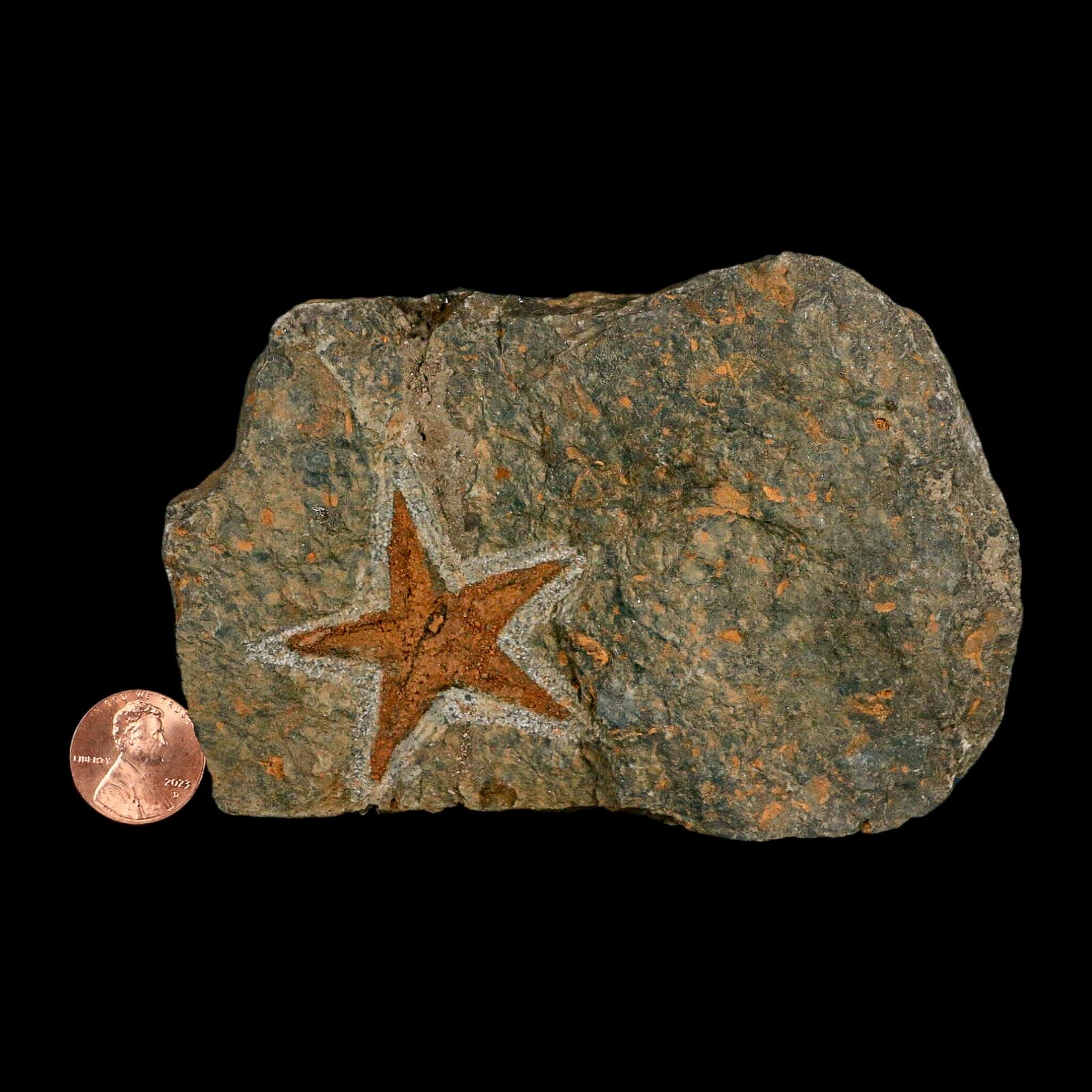 39MM Brittlestar Petraster Starfish Fossil - Ordovician Age Blekus Morocco with COA - Perfect for Fossil Collectors, Home Decor, and Educational Displays