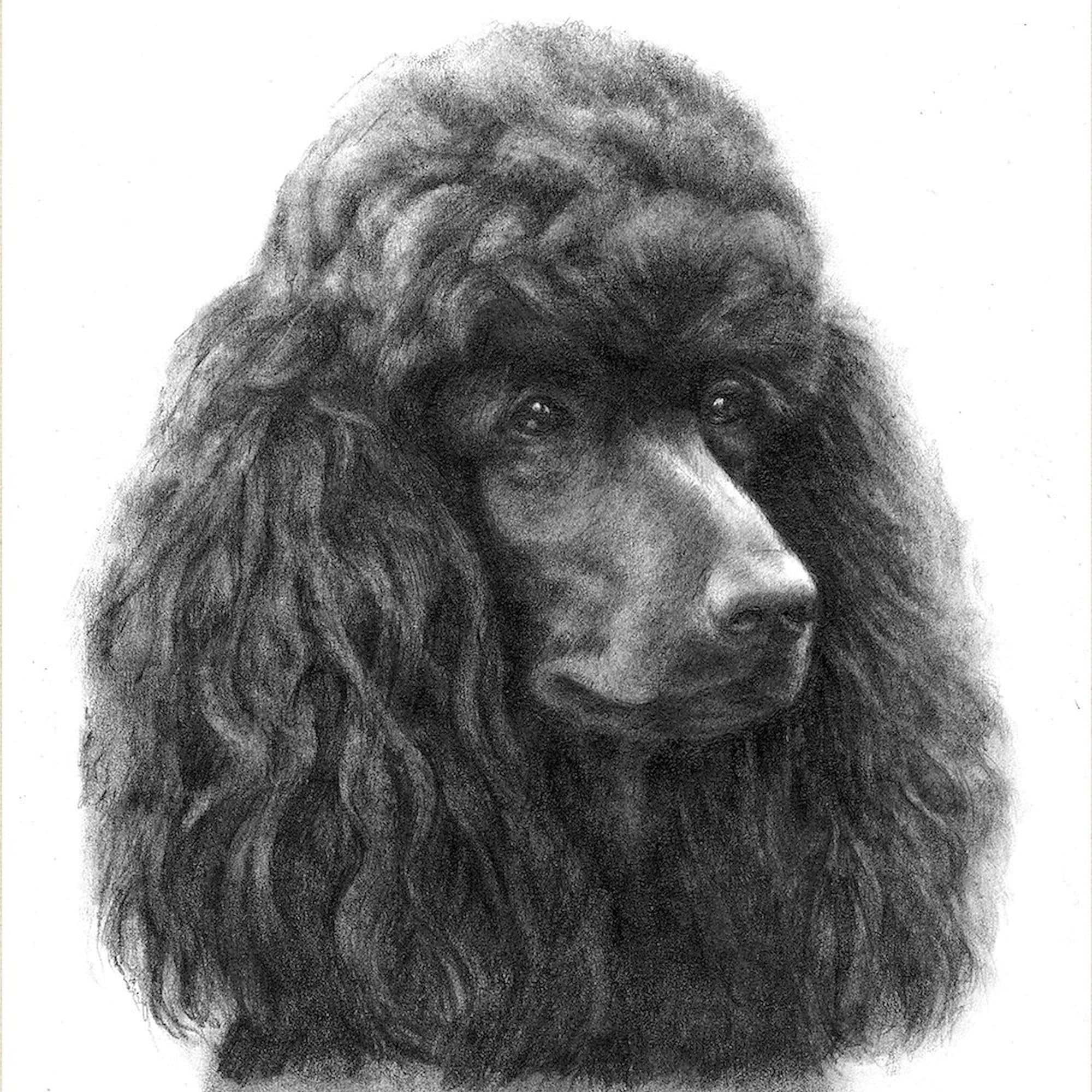 Black or Chocolate Poodle Tote Bag - Natural Canvas Reusable Shopping Bag for Groceries, Beach & Everyday Use | Eco-Friendly & Durable