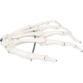 3B Anatomical Model - Loose Bones, Hand Skeleton, Left - Perfect for Medical Education, Classroom Teaching & Home Study