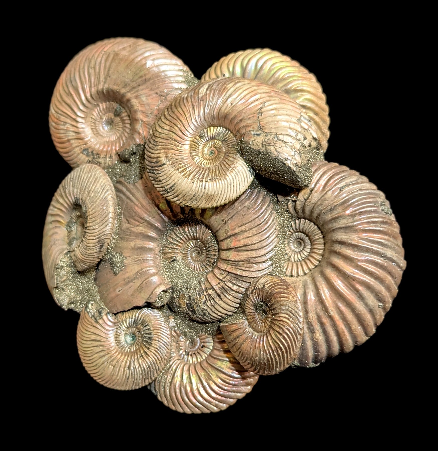 Natural Ammonite Fossils on Composite Matrix - Authentic Collectible Specimen for Home Decor, Gifts & Paleontology Enthusiasts | Perfect for Display Cases, Office Desks & Educational Use