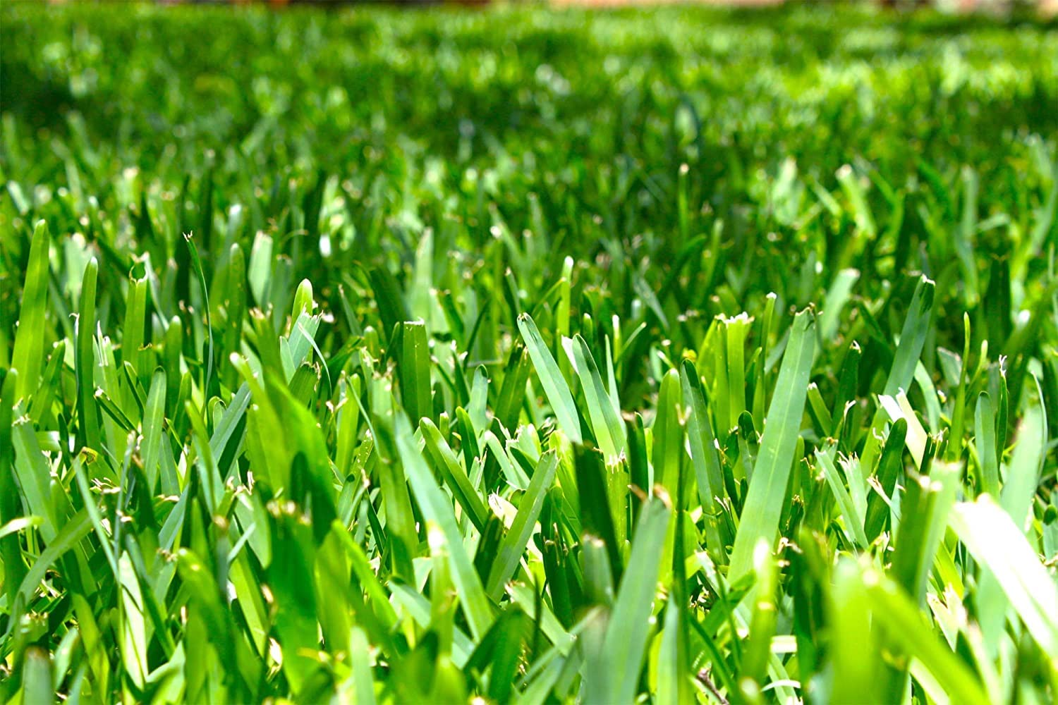 St. Augustine 'Floratam' 3 Inch Sod Plugs - 54 Extra Large Live Grass Plugs - Drought, Salt & Shade Tolerant Turf Grass for Lawns, Landscaping & Coastal Areas