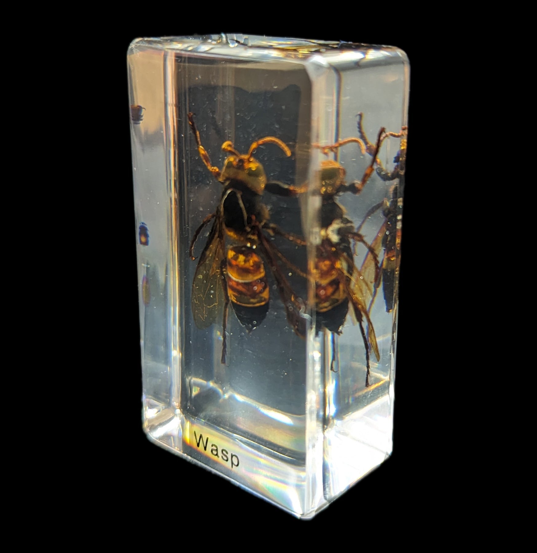 Wasp Repellent Spray - Natural & Effective Wasp Killer for Outdoor Use - Safe for Home, Garden, and Patio - Keep Wasps Away from BBQ, Picnic, and Camping Areas