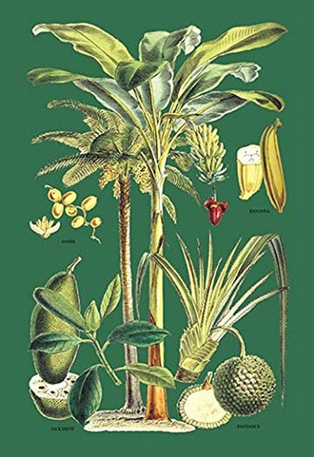 Buyenlarge 'Plants Used as Food' Botanical Poster Print - 20x30 Inch Wall Art Decor for Kitchen, Dining Room & Farmhouse Style Homes
