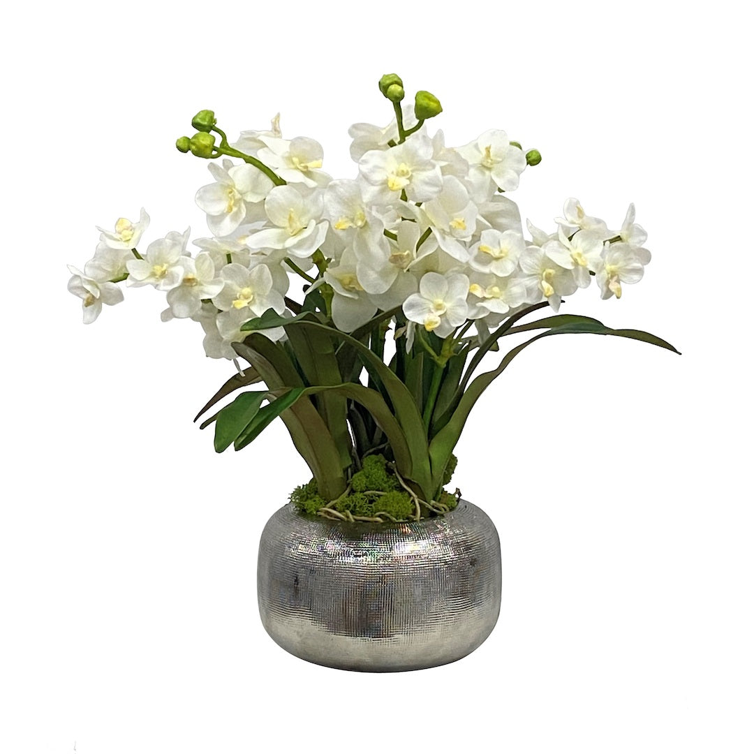 Exquisite Vanda Orchids in Elegant Metallic Pot – Perfect for Home Decor, Office Gifts & Indoor Plant Lovers