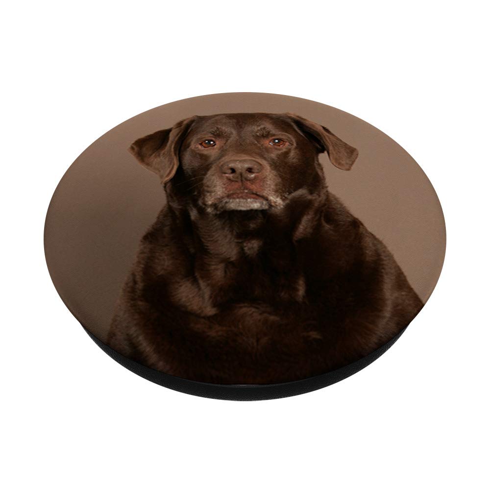 Chocolate Labrador Retriever PopSockets PopGrip - Swappable Phone Grip for iPhone, Samsung & Tablets | Cute Dog Lover Accessory for Pet Owners, Gifts for Dog Lovers