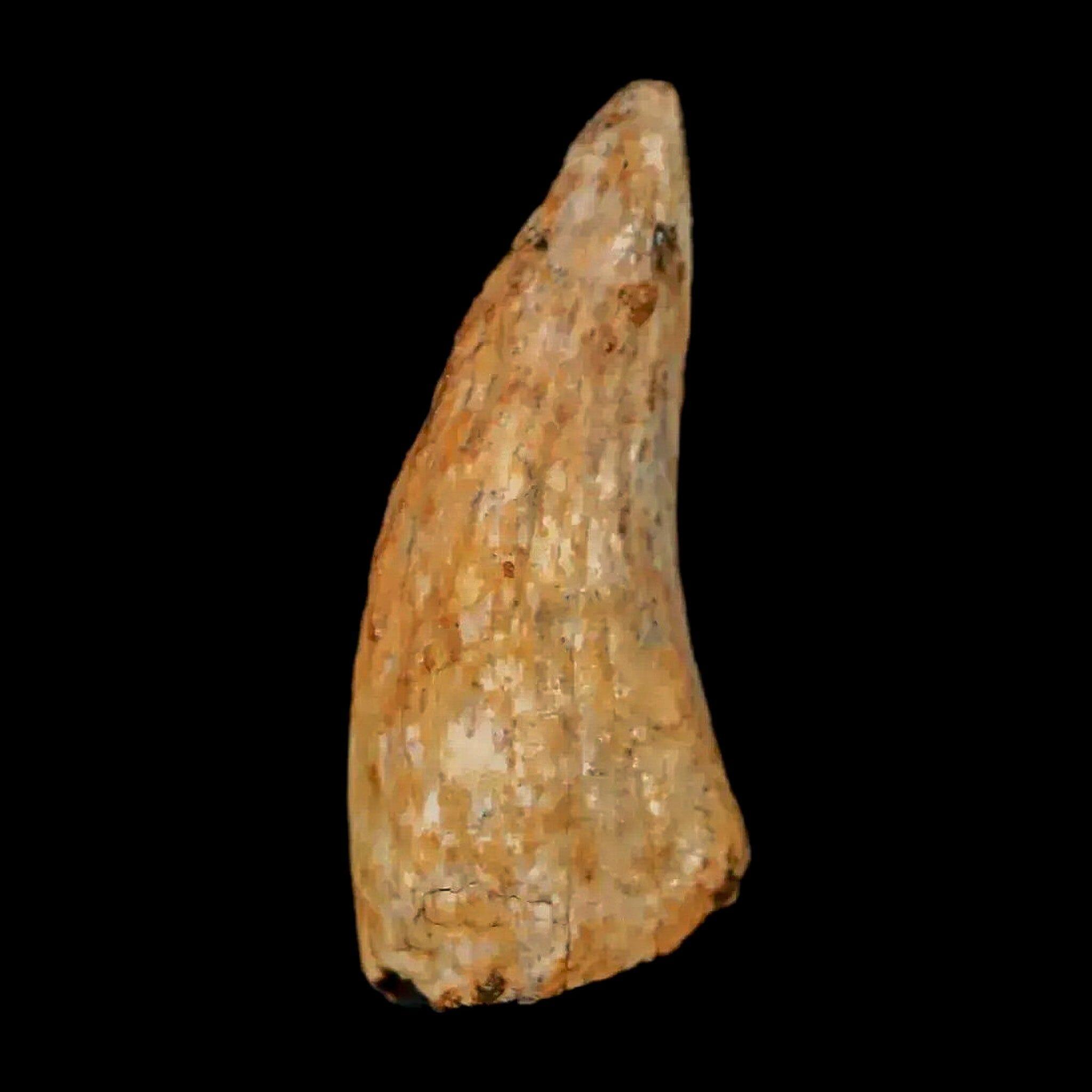 Authentic Nanotyrannus Tyrannosaurus Fossil Tooth - Rare Dinosaur Fossil from Lance Creek, Wyoming with COA - Perfect for Paleontology Collections & Educational Displays