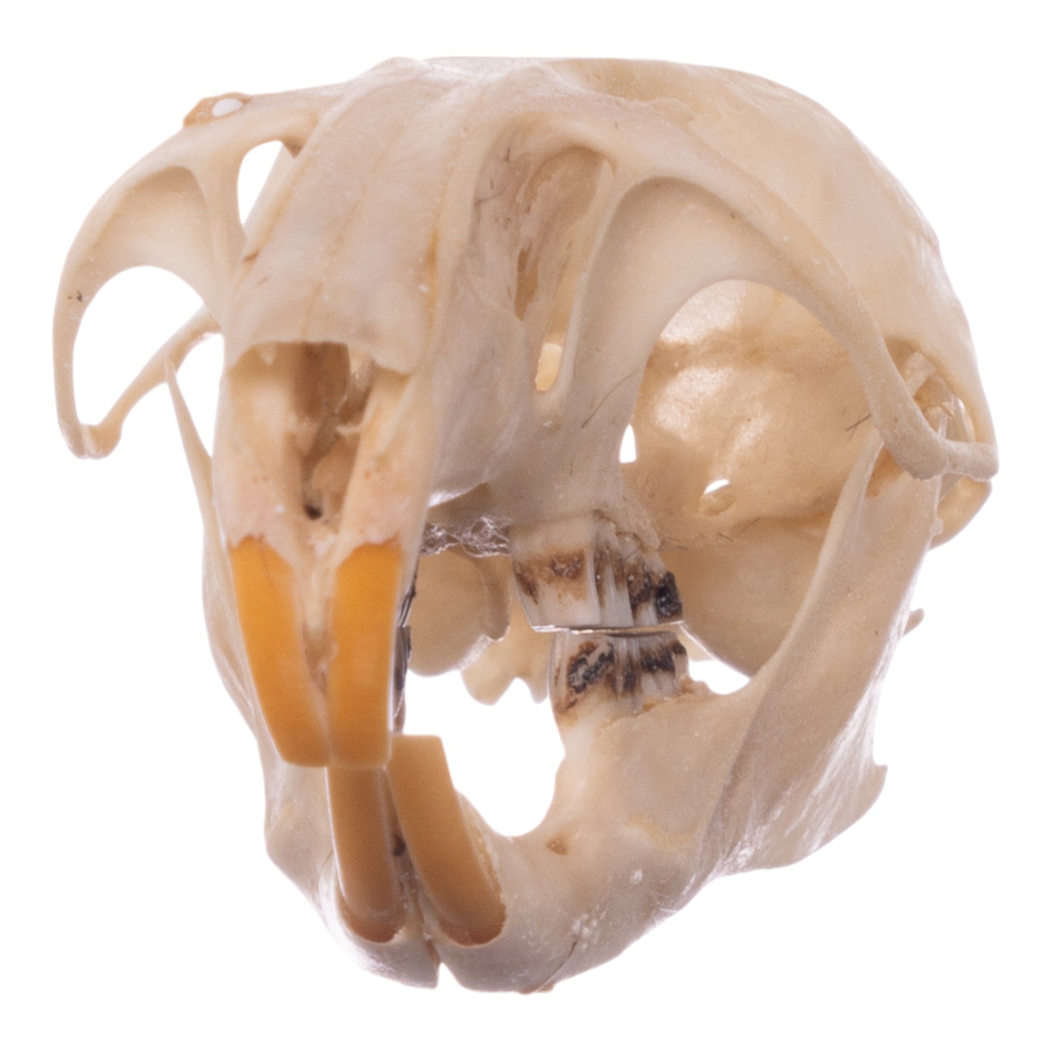 Real Desert Woodrat Skeleton - Disarticulated Specimen for Science Education, Biology Study & Natural History Collection | Perfect for Classroom, Museum & Research Use