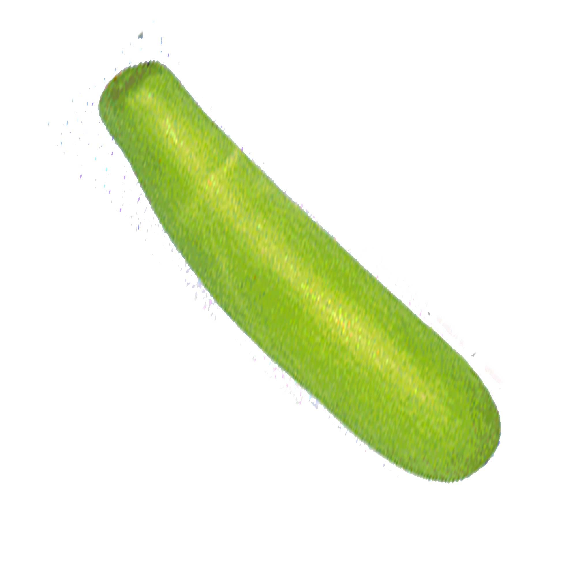 Organic Non-GMO Heirloom Bottle Gourd Seeds (Calabash Long) - 4 Oz Pack ~3360 Seeds for Vegetable Gardening - Perfect for DIY Crafts, Home Decor & Organic Farming