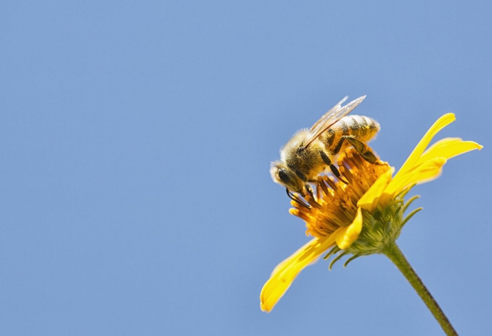 Bolivia Bee Collecting Pollen on Flowers - 18x12 Inch Nature Poster Print for Home, Office & Classroom Decor