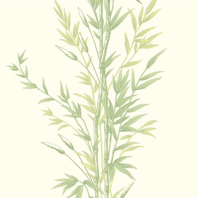 100/5023 | Premium Bamboo Wallpaper by Cole and Son - Elegant Home Decor for Living Room, Bedroom & Office