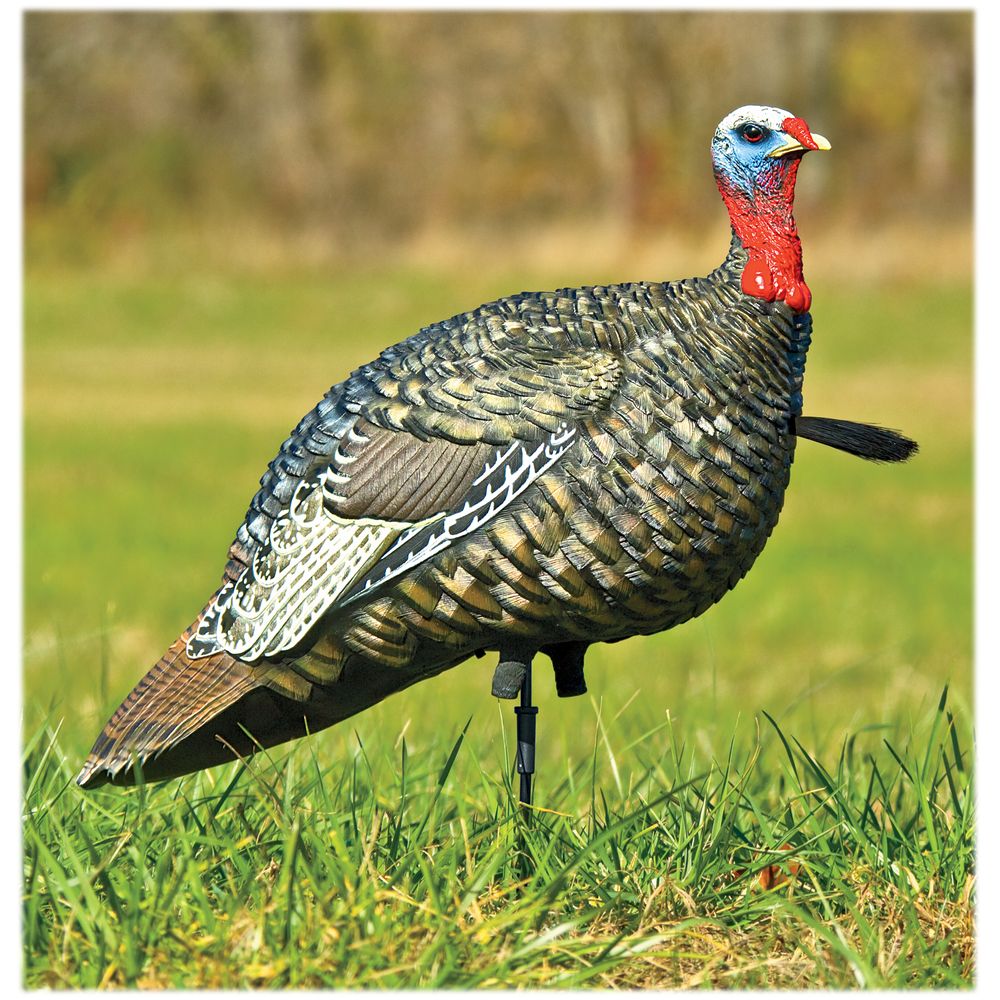 Avian X AVX8003 LCD Lifelike Collapsible Jake Turkey Hunting Decoy - Realistic Turkey Decoy for Waterfowl Hunting, Spring Turkey Season & Outdoor Wildlife Photography