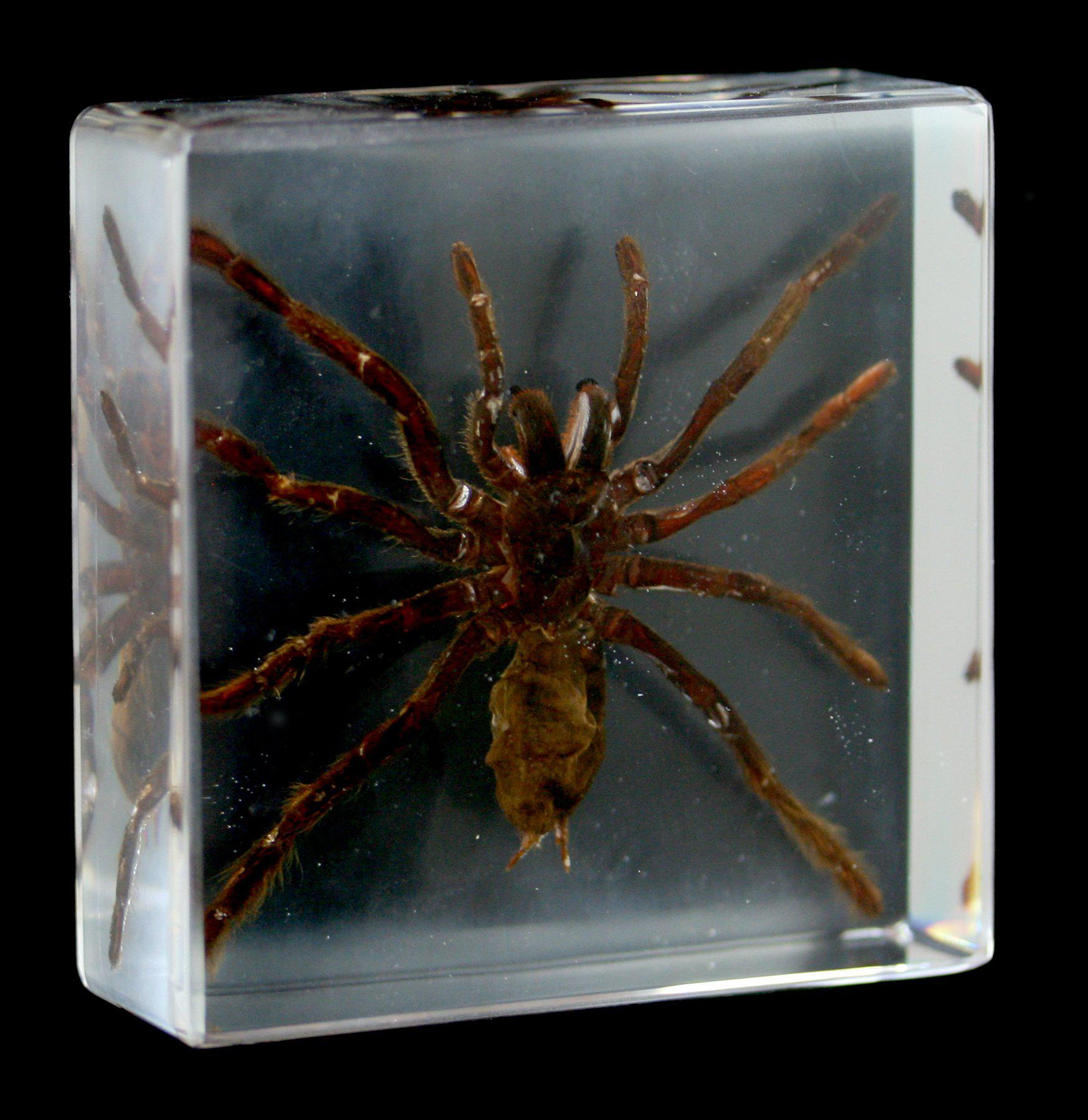 Realistic Tarantula Encased in Clear Acrylic Block - Perfect for Halloween Decor, Science Education & Insect Collectors Display