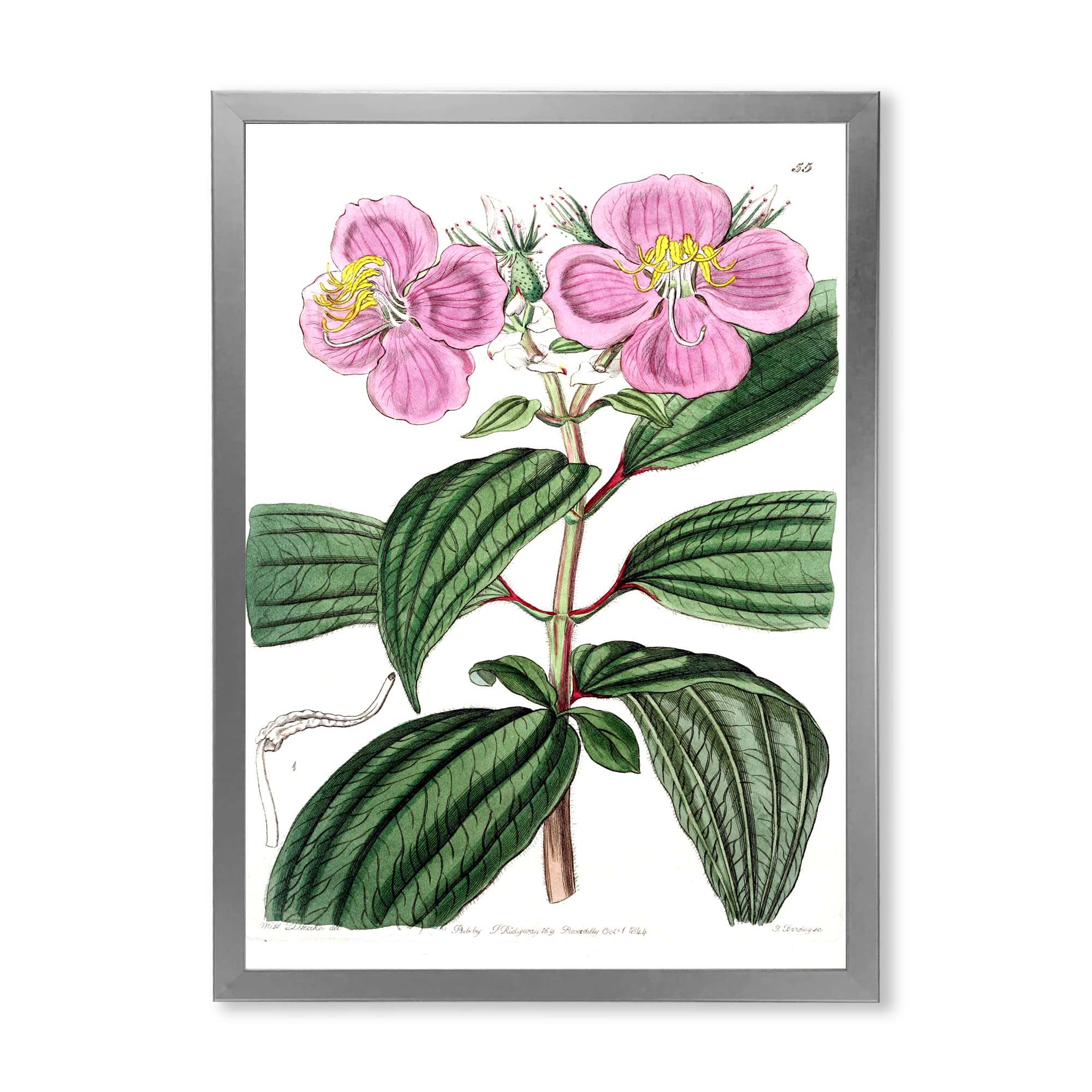 Vintage Plant Life XXIII Traditional Framed Wall Art - Botanical Home Decor for Living Room, Bedroom & Office - Perfect for Nature Lovers & Interior Design