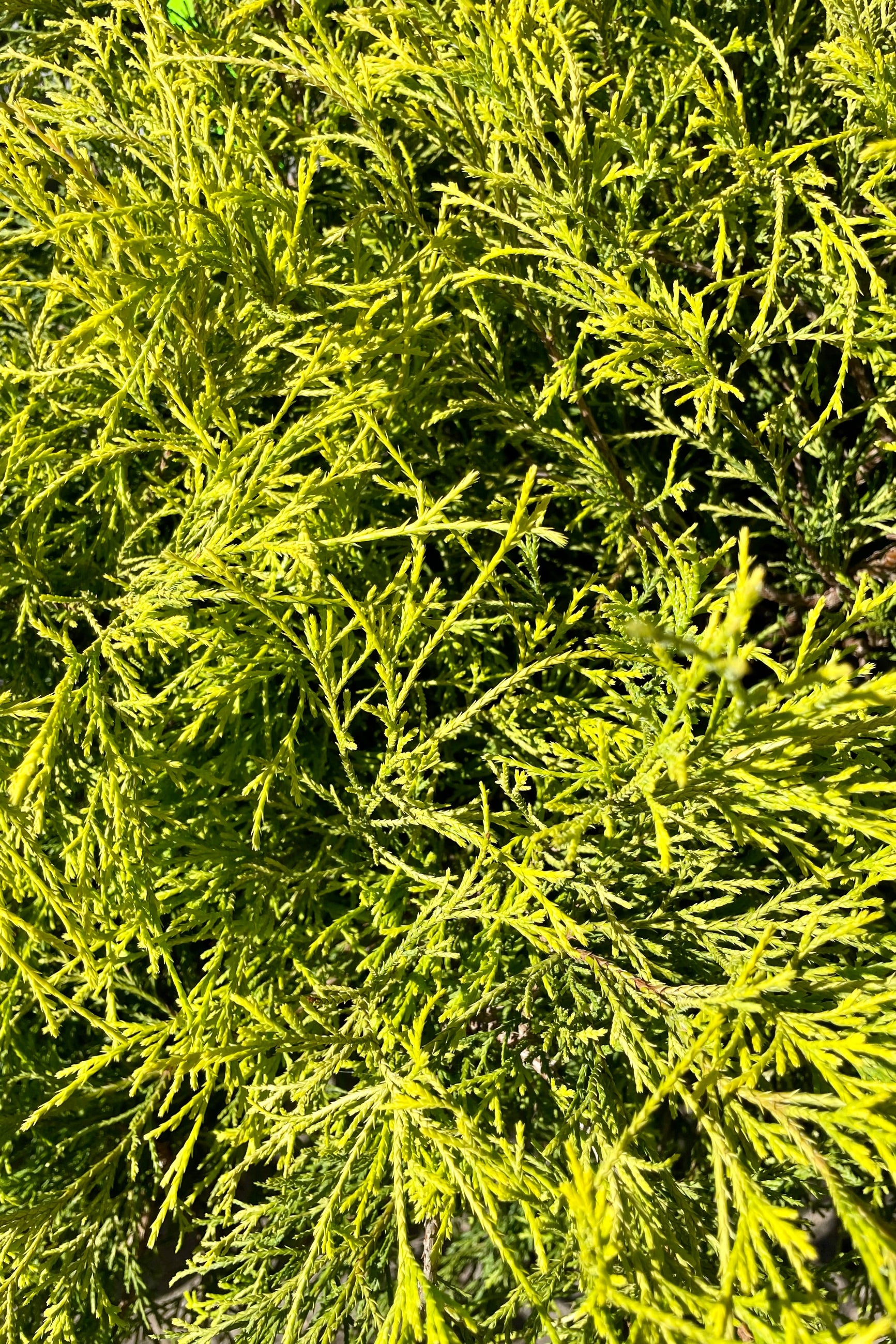 Golden Mop False Cypress (Chamaecyparis pisifera) - #6 Container Size | Evergreen Shrub for Landscaping, Garden Borders & Privacy Hedges