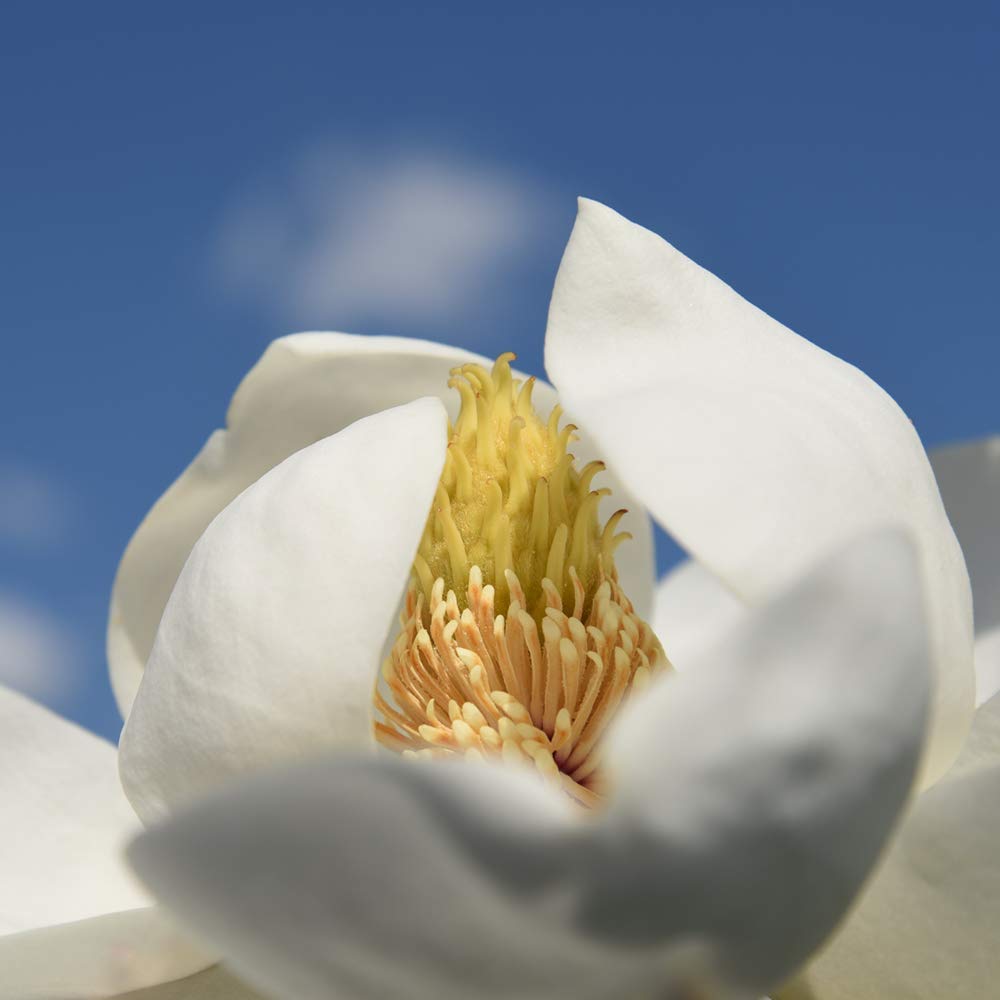 Little Gem Magnolia Live Plant (4-5 Feet Tall) - Includes Detailed Care Guide - Perfect for Landscaping, Privacy Hedges & Small Gardens