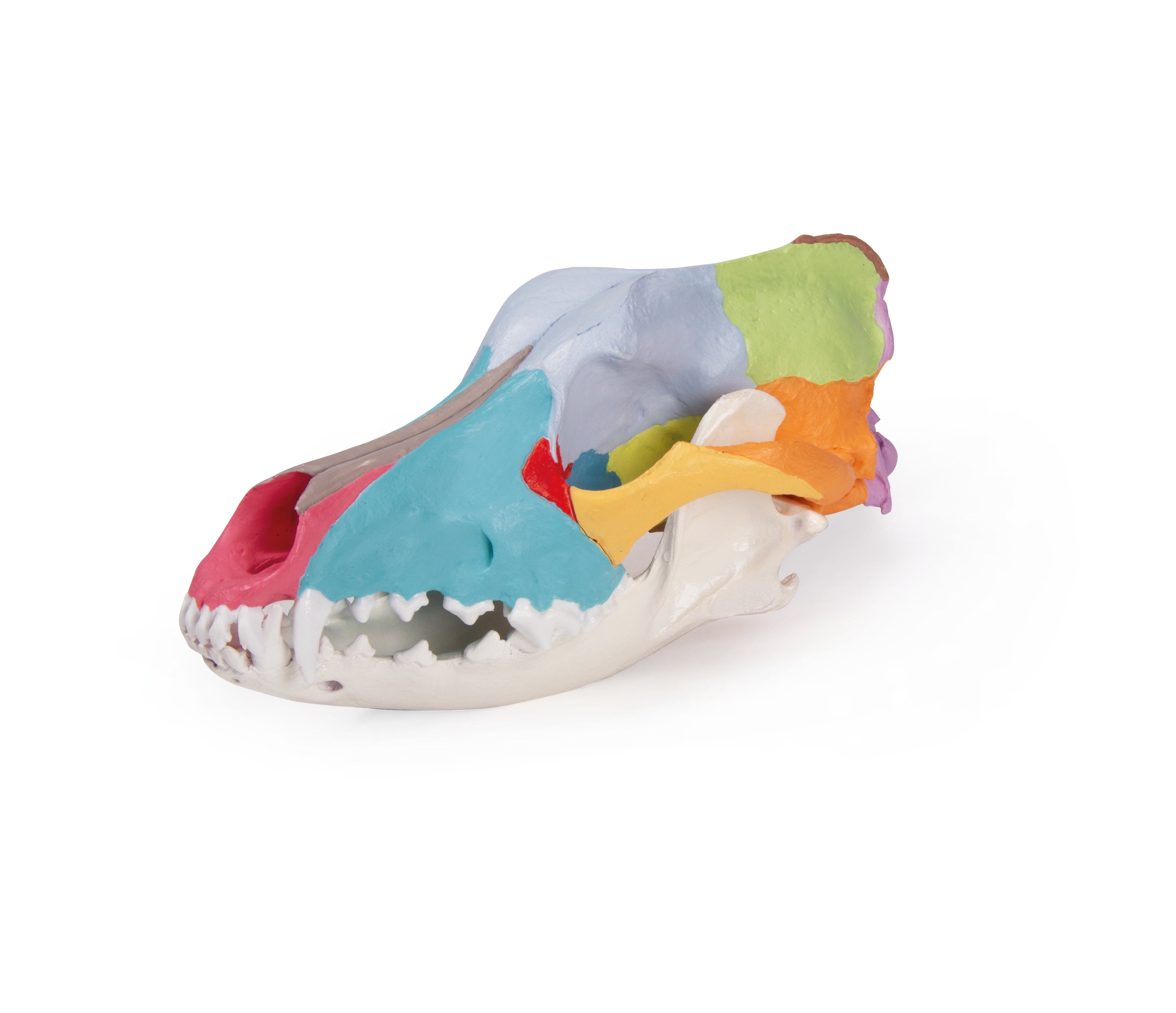 Authentic Replica Dog Skull with Detailed Didactic Painting - Perfect for Veterinary Education, Halloween Decor, and Gothic Home Décor
