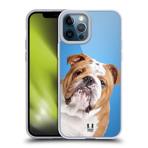 English Bulldog