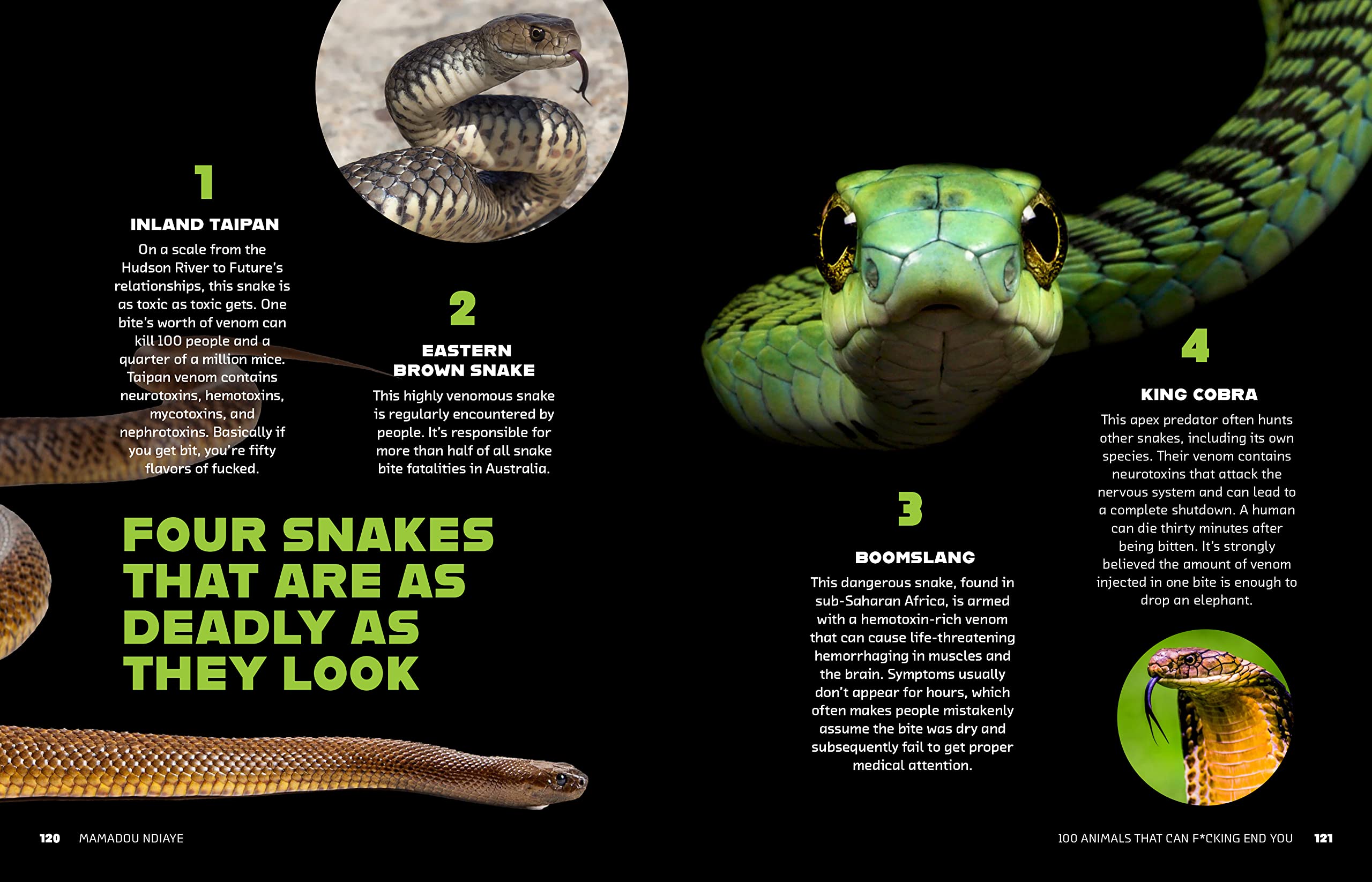 100 Deadly Animals That Can Kill You - Dangerous Wildlife Guide for Outdoor Safety & Survival Tips