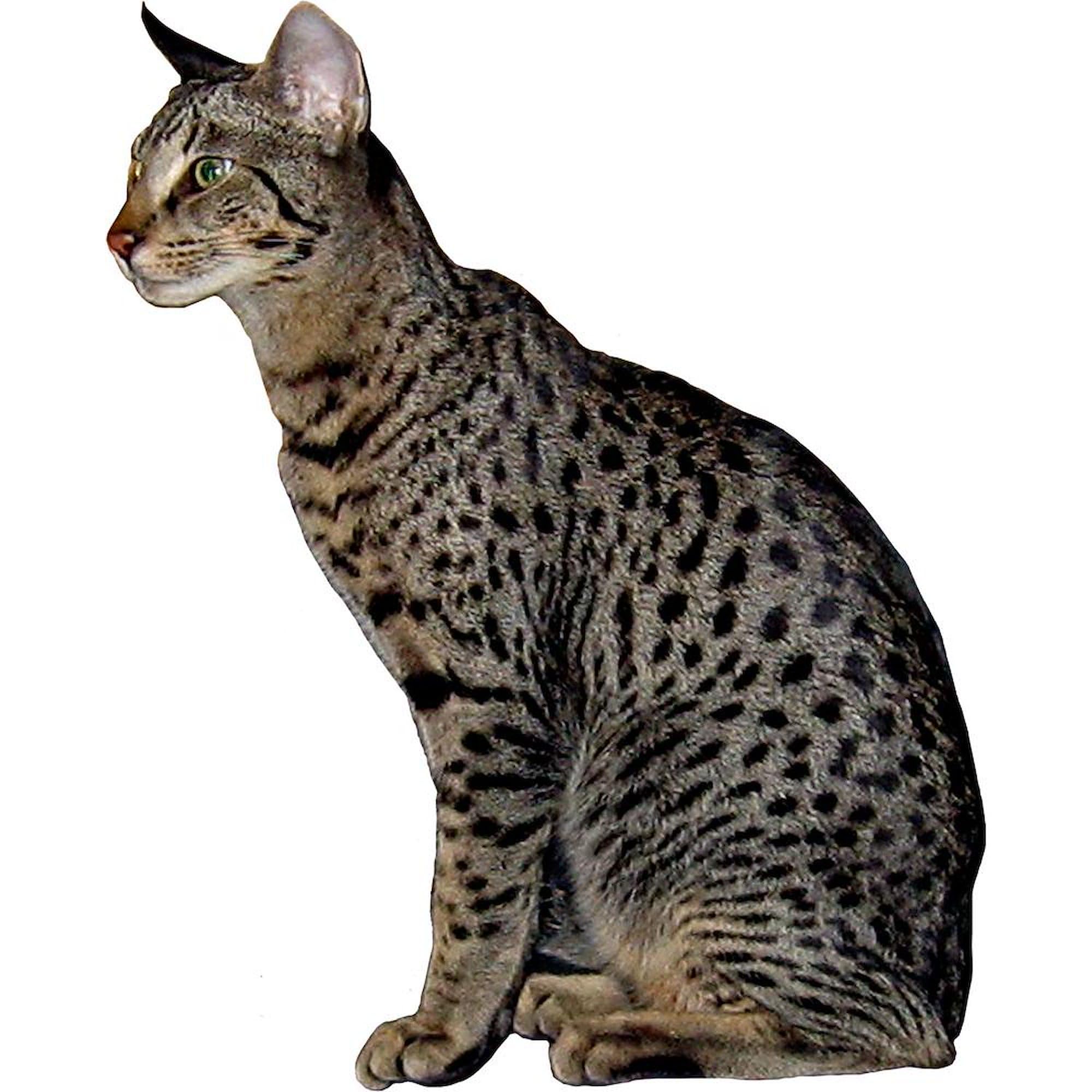 Savannah Cat Ceramic Coffee Mug 11 oz (325 ml) - Funny Cat Lover Gift for Home, Office & Tea Time | Unique Gift for Cat Enthusiasts