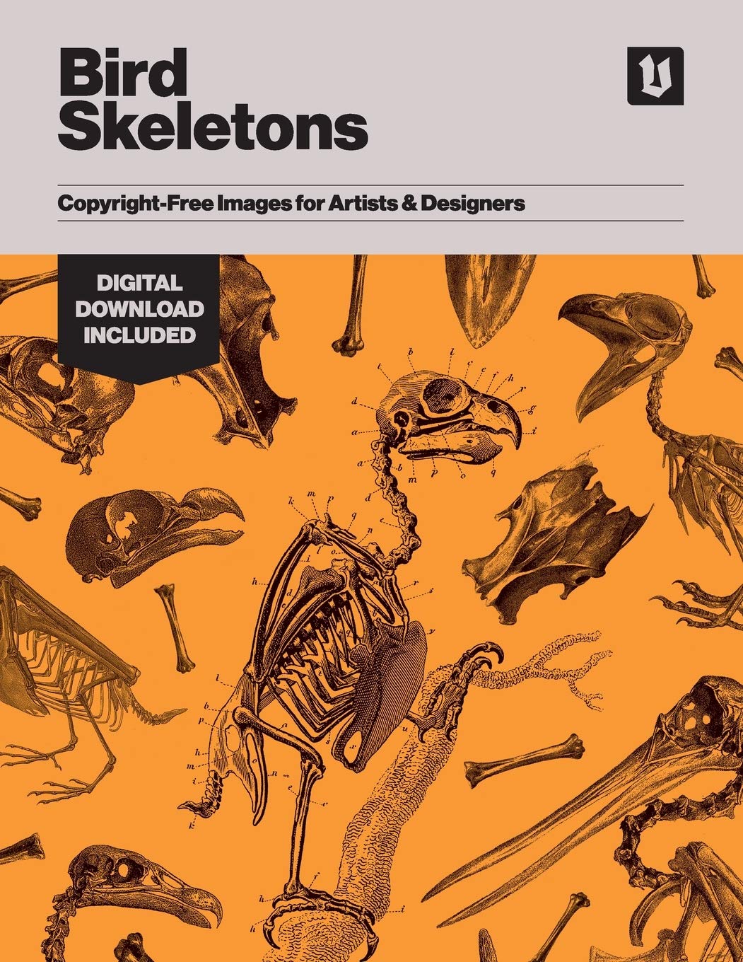Royalty-Free Bird Skeleton Images - High Resolution for Artists, Designers & Creatives | Perfect for Scientific Illustrations, Gothic Art & Halloween Decorations