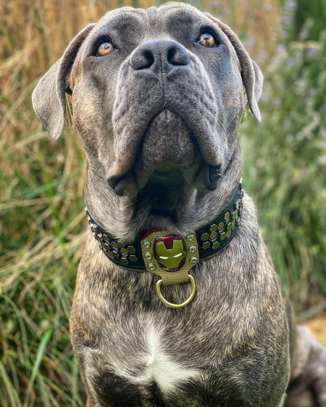 Iron Man Leather Dog Collar for Large Breeds - Durable & Stylish Pet Accessory for Superhero Fans - Perfect for Cosplay, Halloween & Daily Walks