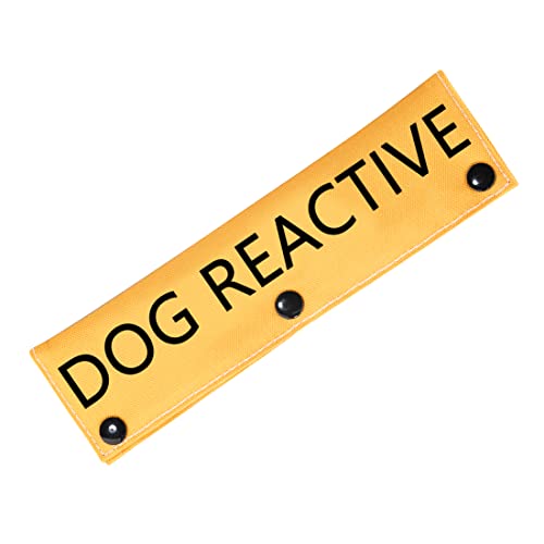 Dog Reactive