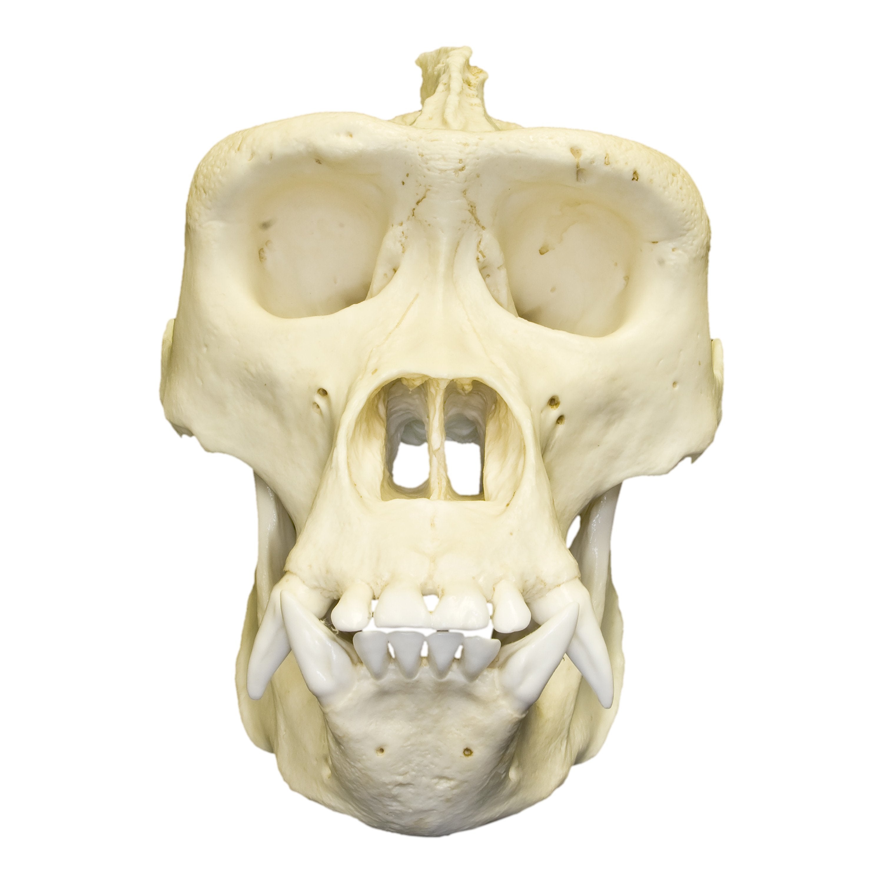 Authentic Replica Lowland Gorilla Skull - Male - Perfect for Educational Displays, Home Decor & Halloween Props