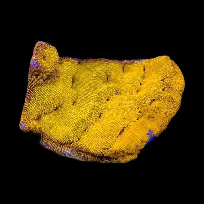 24K Gold Leptoseris Coral for Saltwater Aquariums - Rare & Vibrant Marine Coral for Reef Tanks, Nano Tanks, and Coral Frag Racks