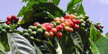 PlenTree 10 Coffea Arabica Seeds - Jamaican Blue Mountain Coffee Plant Seeds for Home Garden Planting | Grow Your Own Coffee Tree for Fresh Brewing & Kitchen Decor
