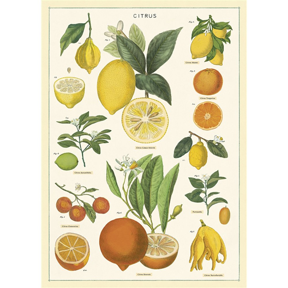 Fresh Citrus Fruit Wrap - Organic & Juicy Lemons, Oranges, Limes - Perfect for Juicing, Cooking & Healthy Snacks