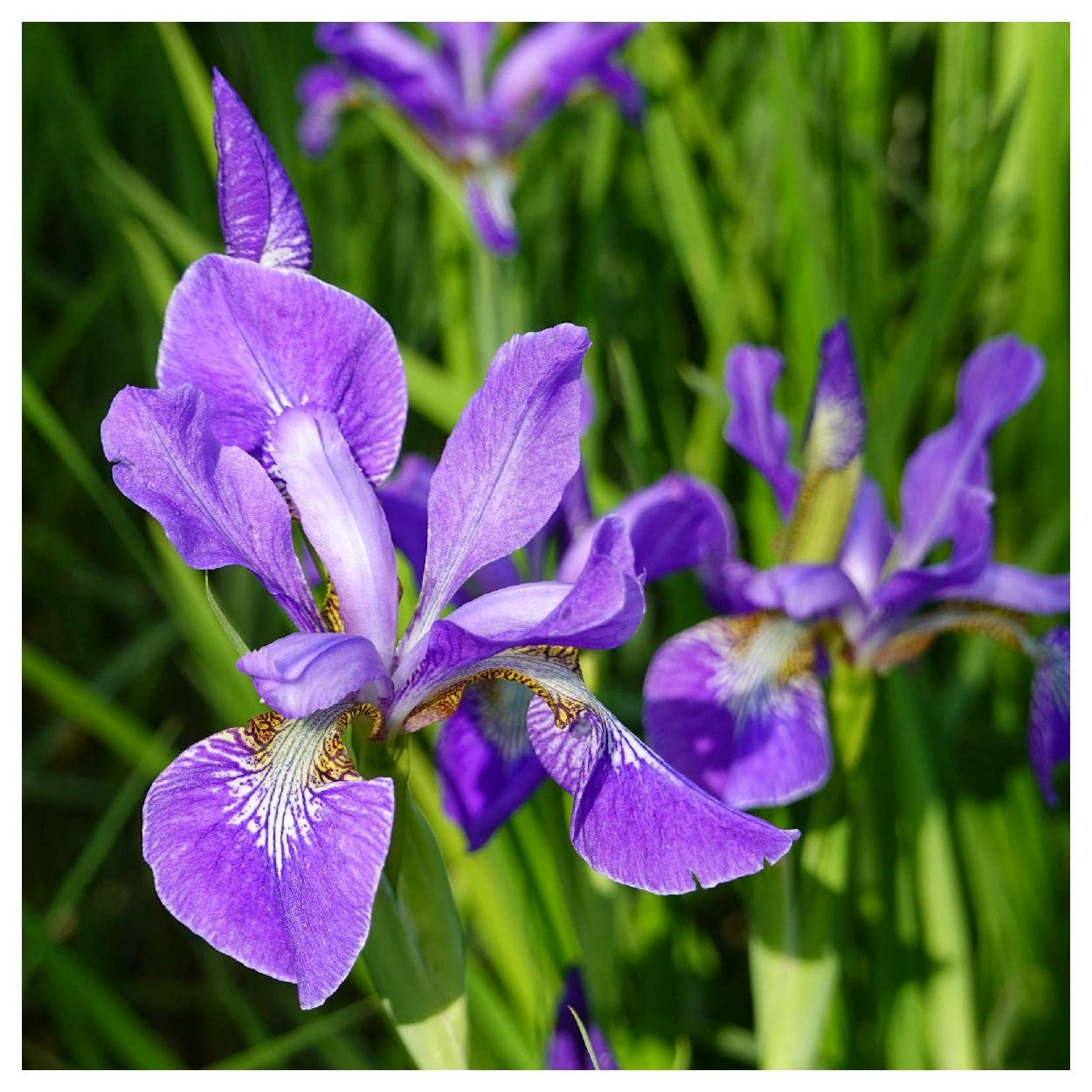 Everwilde Farms - 1/4 Lb Northern Blue Flag Native Wildflower Seeds - Gold Vault Pack - Perfect for Pollinator Gardens, Wetland Restoration & Natural Landscaping
