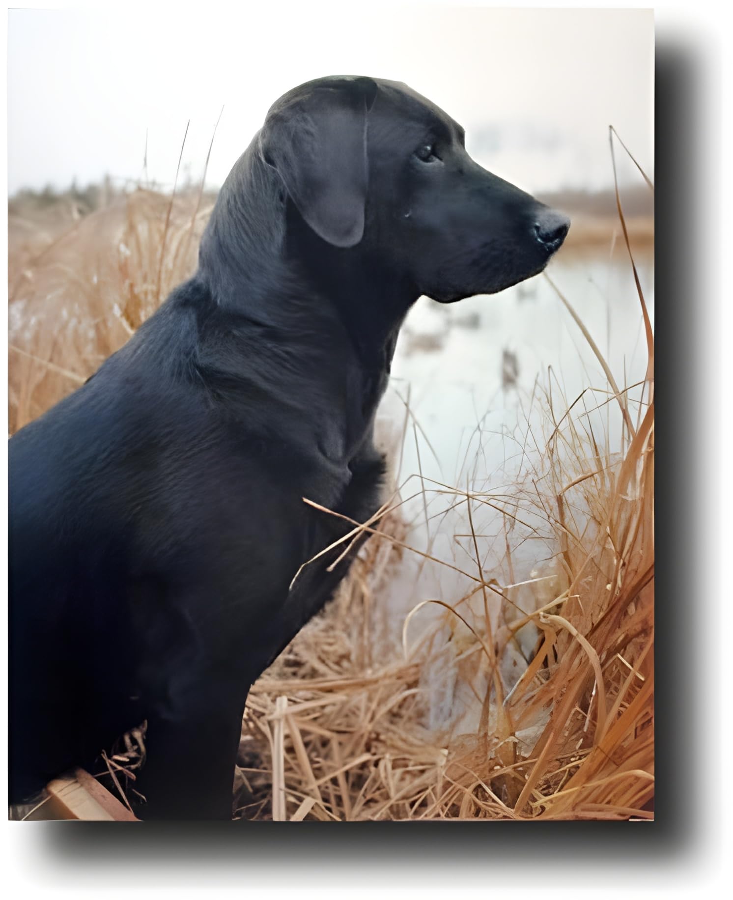 Black Labrador Hunting Dog Wall Art Print - 16x20 Inches Wildlife Decor Poster for Living Room, Office & Cabin