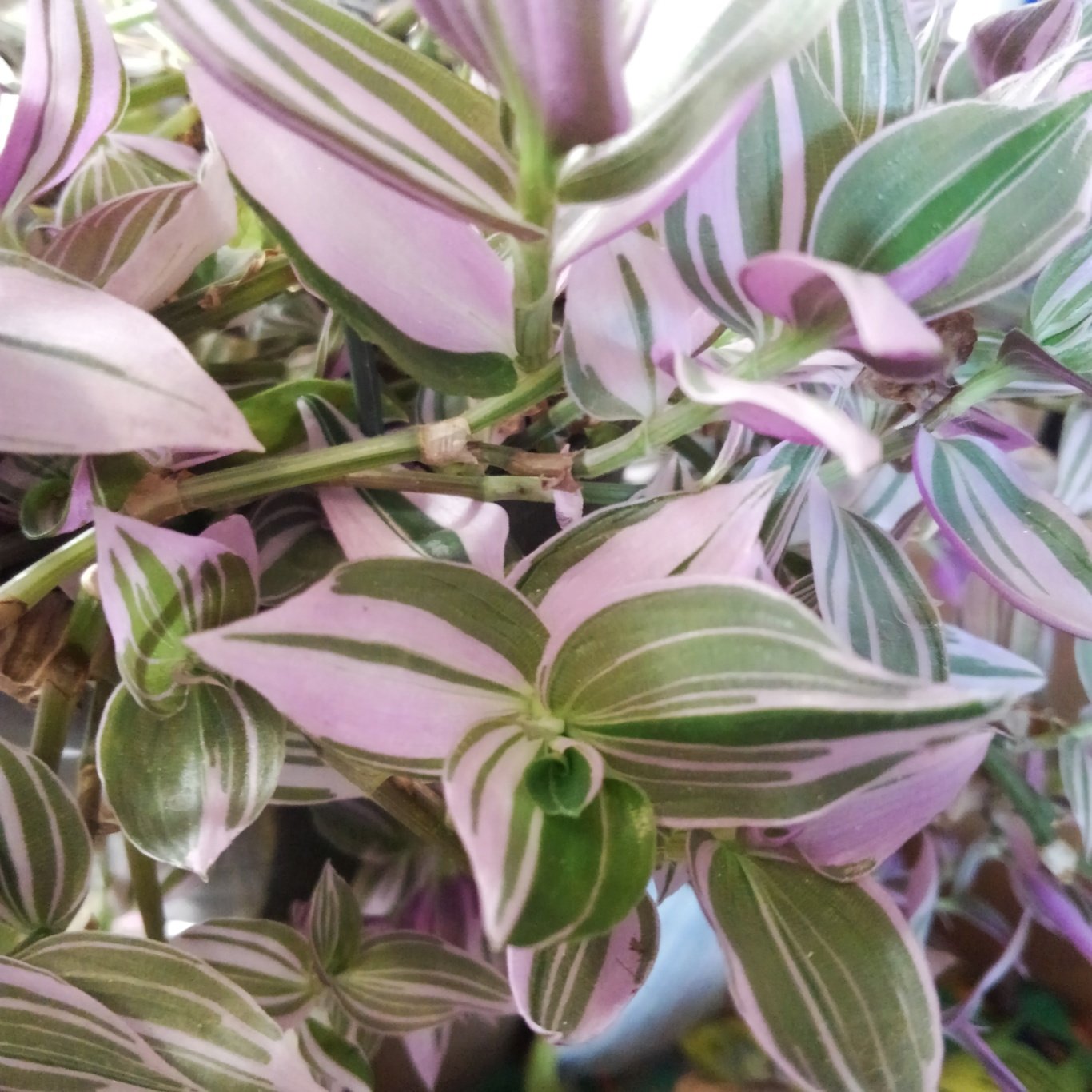 Wandering Jew Lilac Potted Plant - Rare Indoor Houseplant in 2.5 Inch Pot | Perfect for Home Decor, Office Plants & Gift Ideas