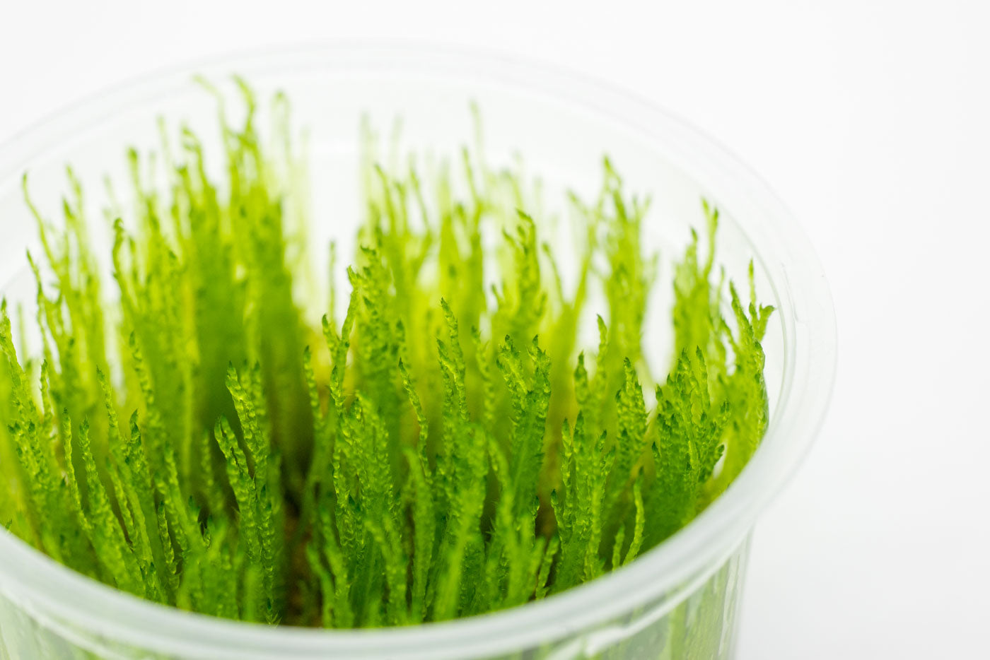 Premium Taiwan Moss for Aquarium Plants - Live Aquatic Moss for Shrimp Tanks, Terrariums & Aquascaping - Natural Decoration for Fish Tanks & Nano Aquariums
