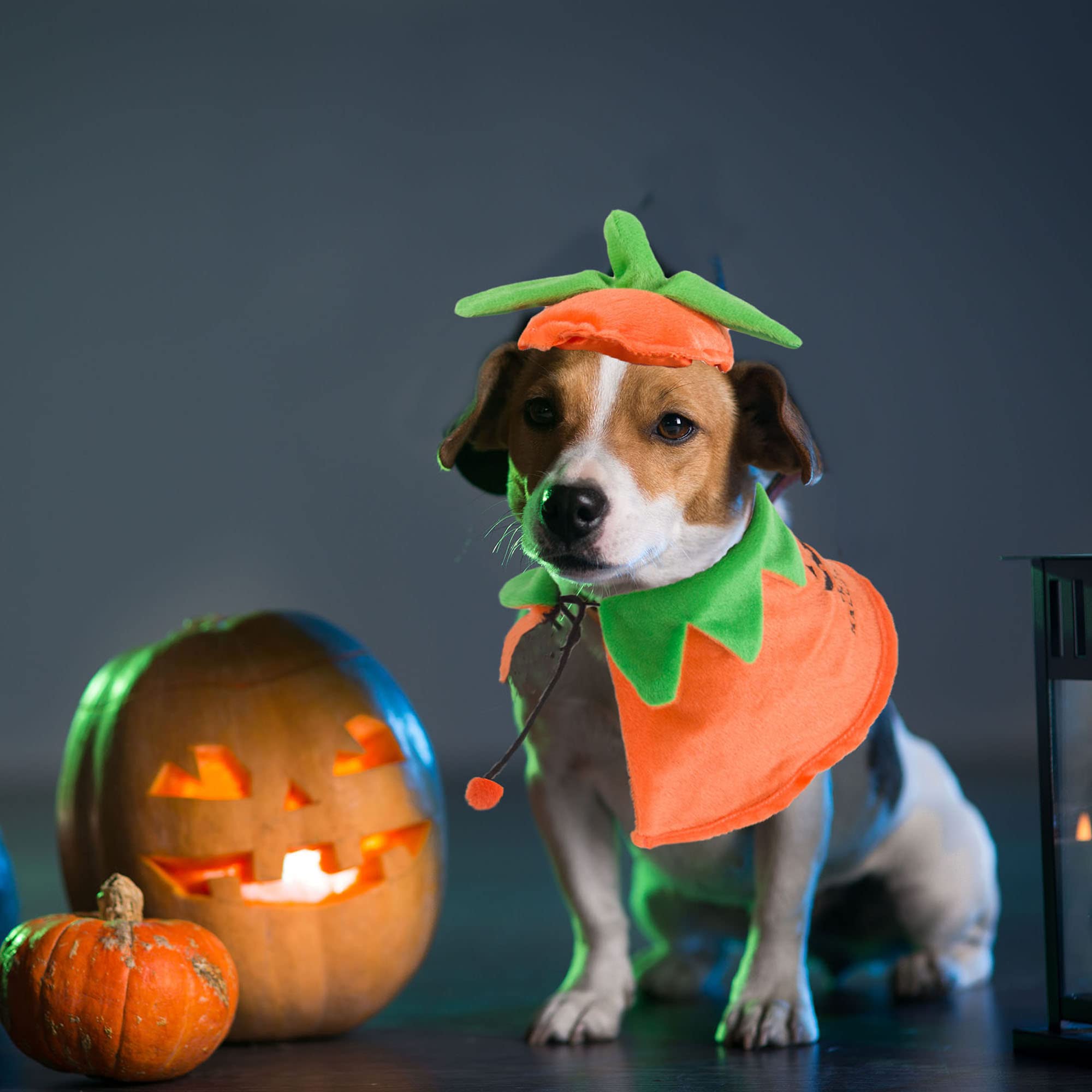 ADOGGYGO Halloween Dog Costume Set - Pumpkin Cloak & Hat for Small to Medium Dogs | Pet Pumpkin Outfit for Halloween Parties & Photo Shoots