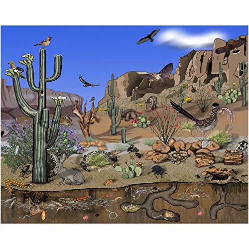desert #2211