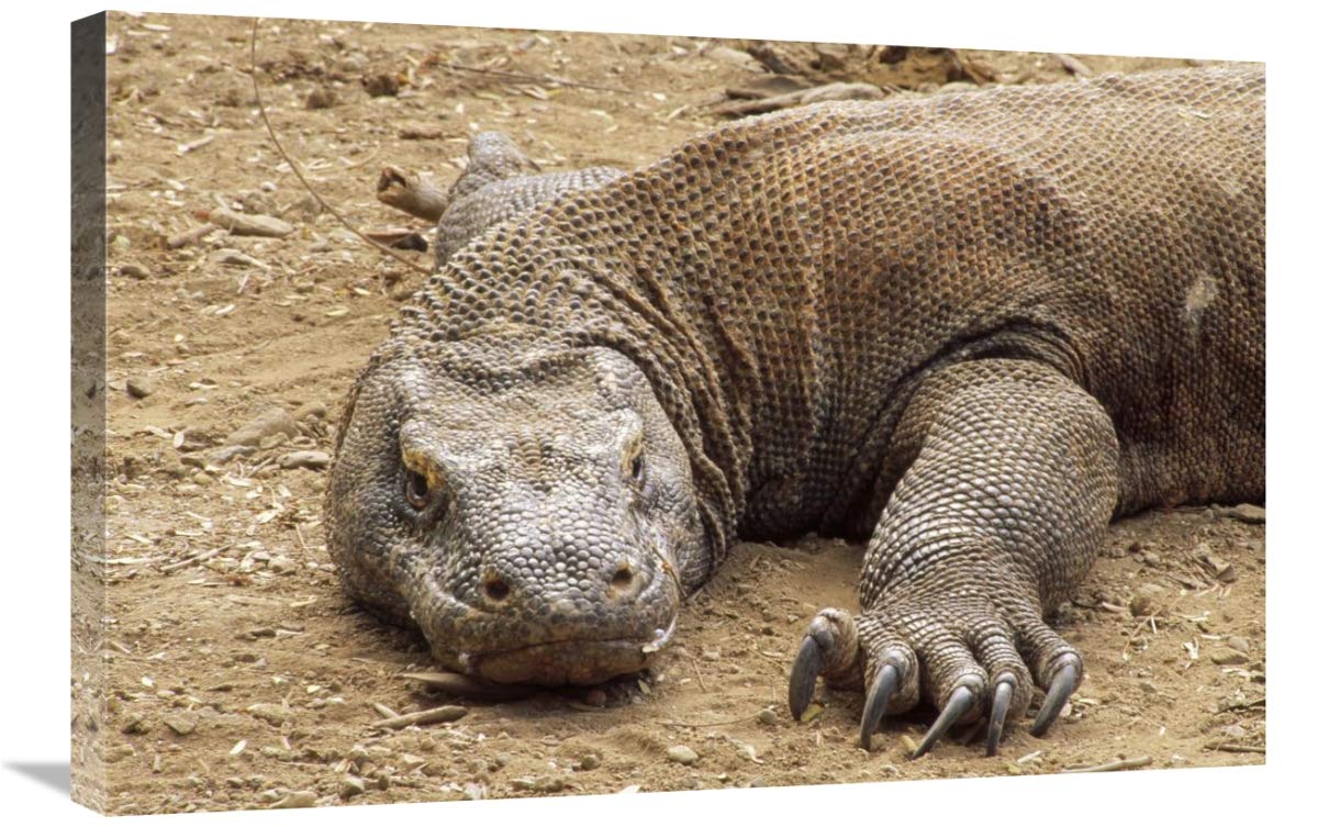 20 x 30 Inch Komodo Dragon Male Basking Art Print - Komodo National Park, Indonesia Wildlife Wall Decor | Perfect for Home, Office & Nature Lover Gifts