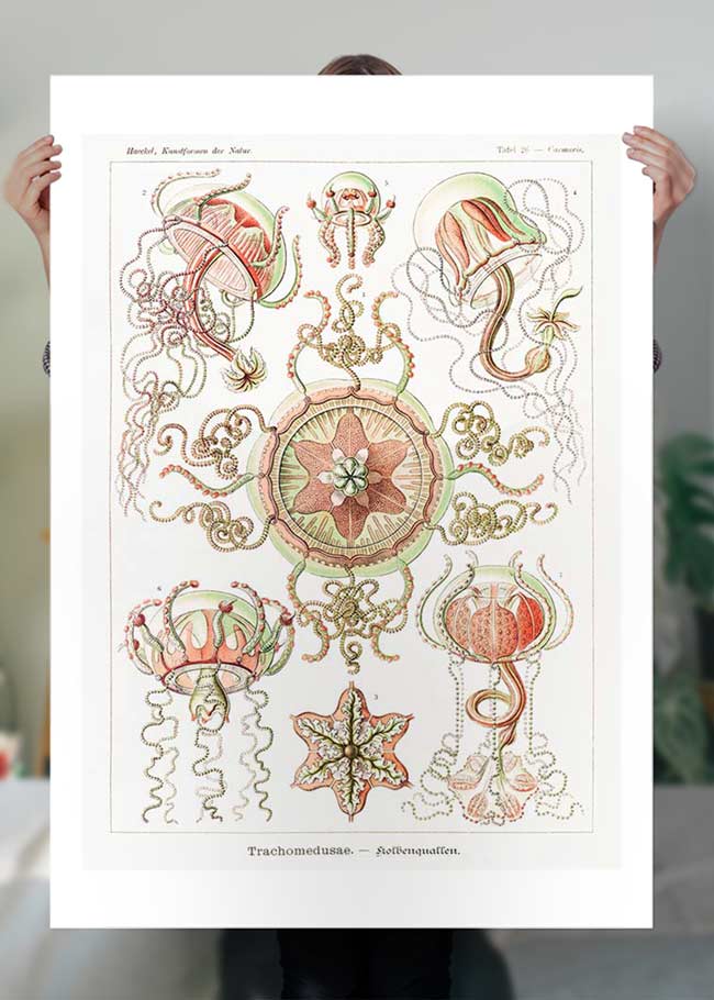 Vintage Jellyfish Trachomedusae Art Print - Marine Biology Wall Decor for Home, Office & Classroom | Scientific Illustration Poster
