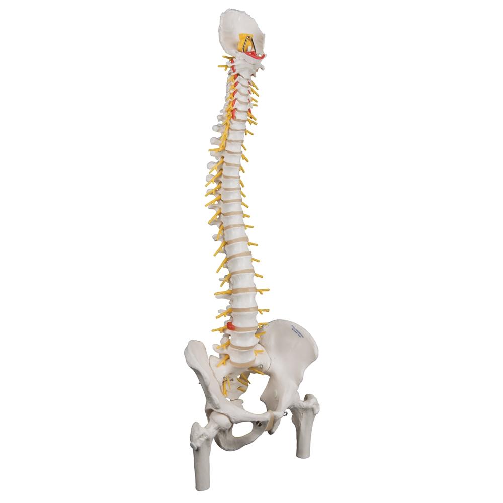 Premium Flexible Spine Model with Femur Heads - Anatomical Study Tool for Medical Students, Chiropractors & Physical Therapists - Perfect for Classroom, Clinic & Training Demonstrations