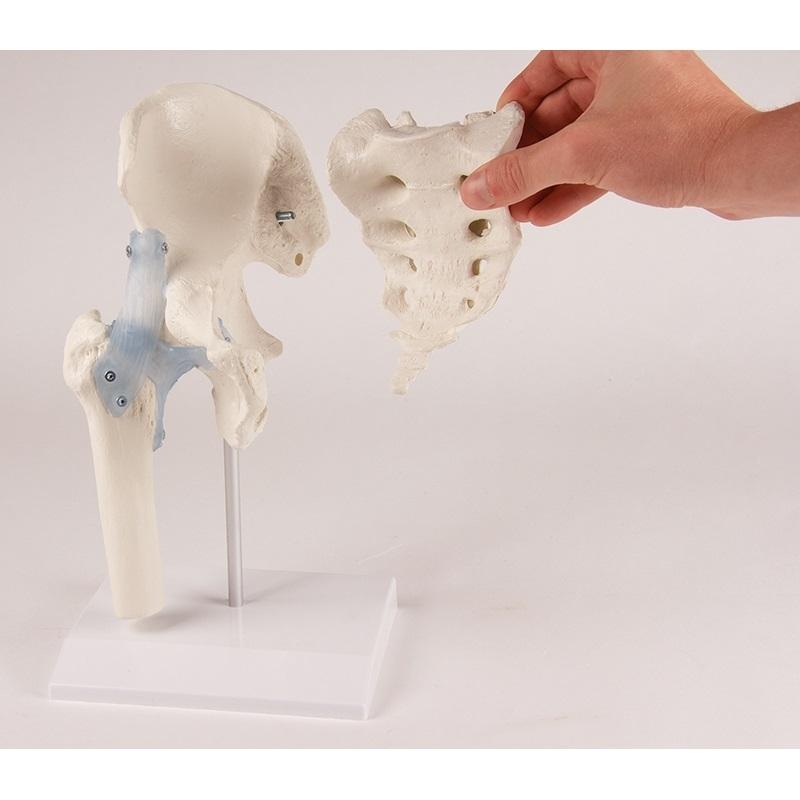 Human Hip Joint Model with Sacrum & Ligaments - Anatomical Display Stand - Perfect for Medical Education, Physical Therapy & Classroom Demonstrations