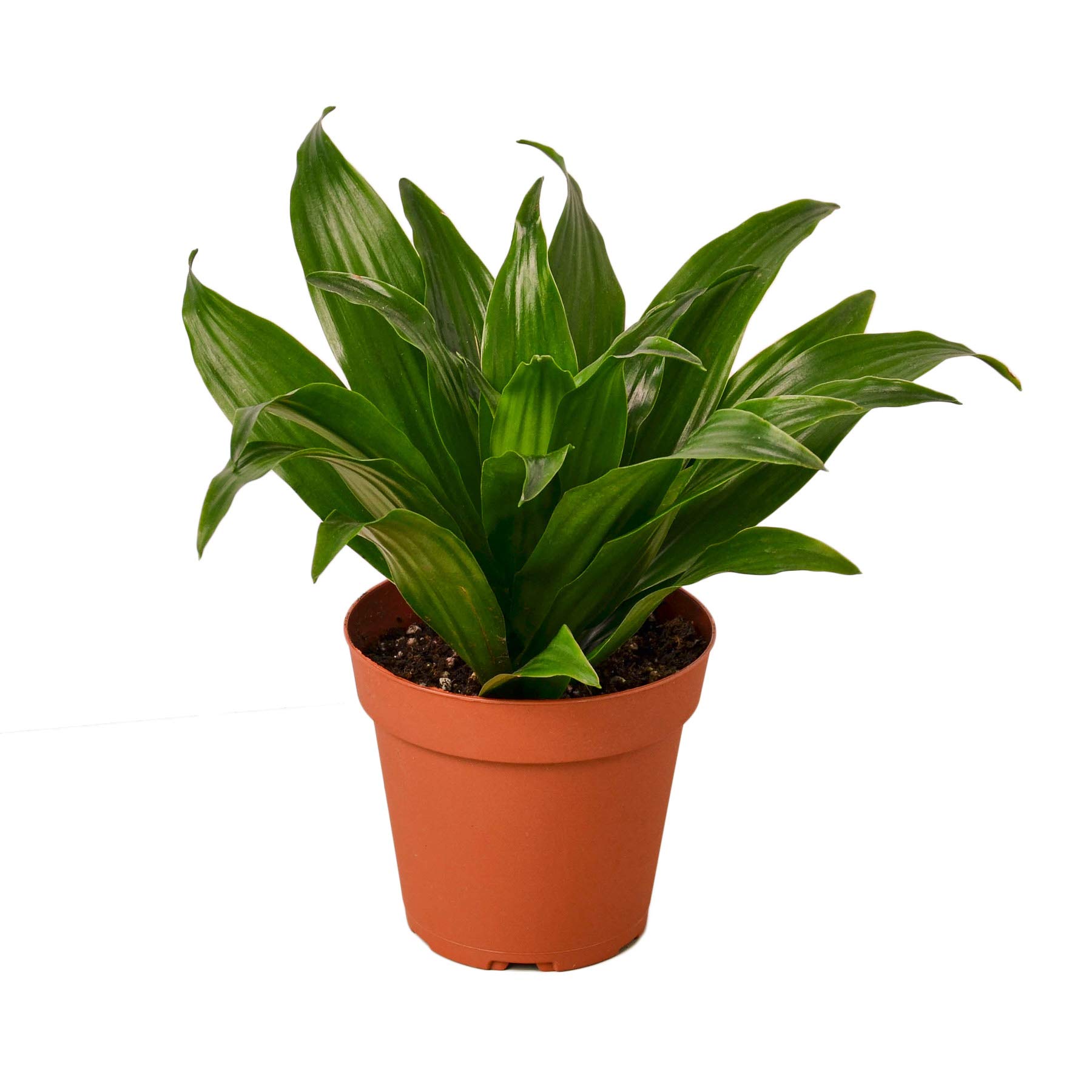 Dracaena 'Janet Craig' Live Indoor Plant - 4