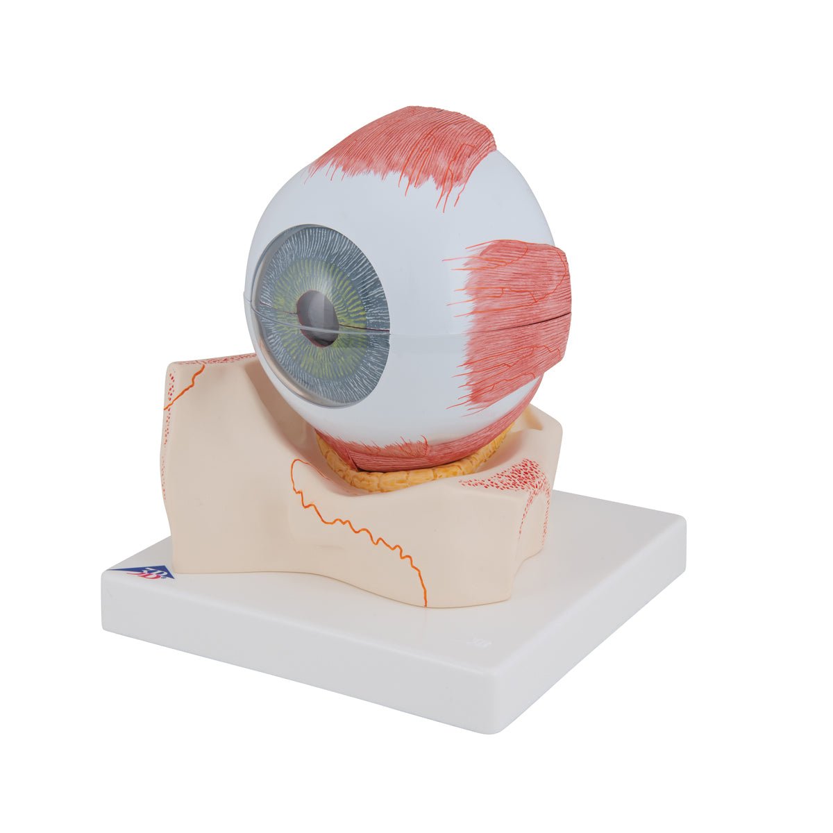 7-Part Human Eye Anatomy Model - 5X Enlarged for Detailed Study | Perfect for Medical Students, Biology Classes & Science Education