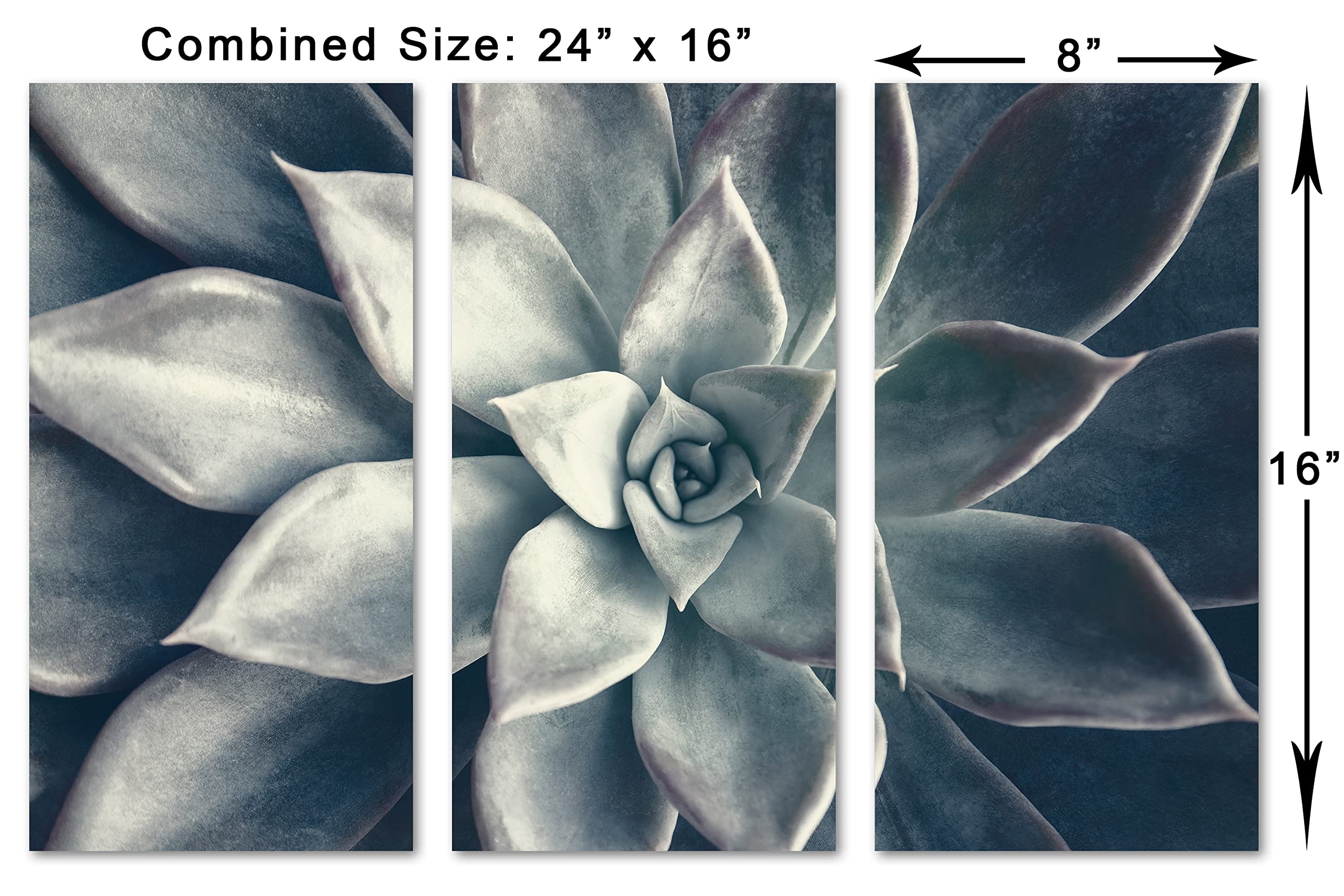 24x16 TOTAL - Echeveria Succulent Canvas Print Wall Art in Dark Teal | 3-Panel Split Botanical Plant Decor | Perfect for Living Room, Bedroom & Office Decor