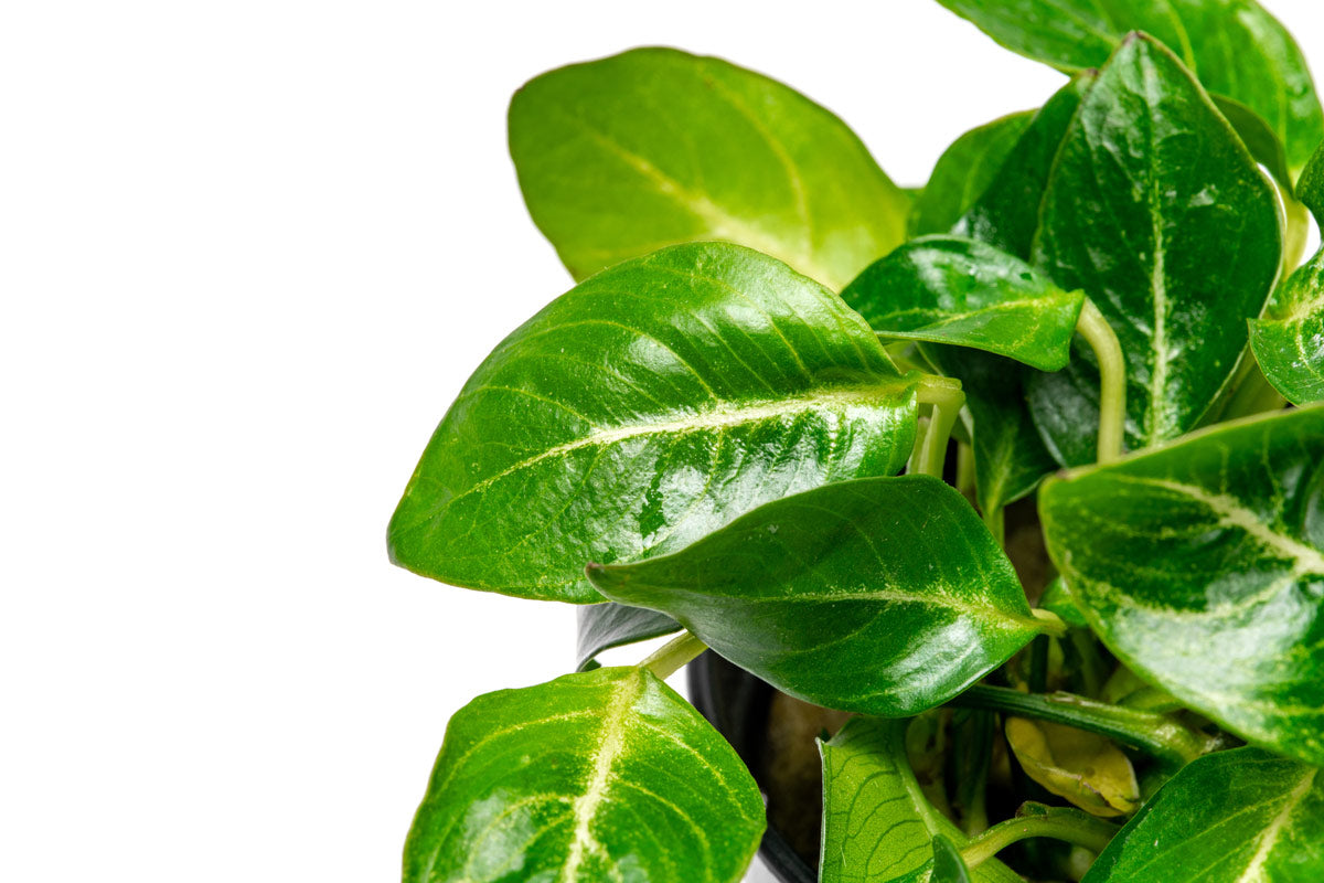 Anubias Giant Stardust Aquatic Plant - Live Freshwater Aquarium Plant for Fish Tanks, Ponds & Terrariums - Easy Low Light Aquascaping Plant for Beginners