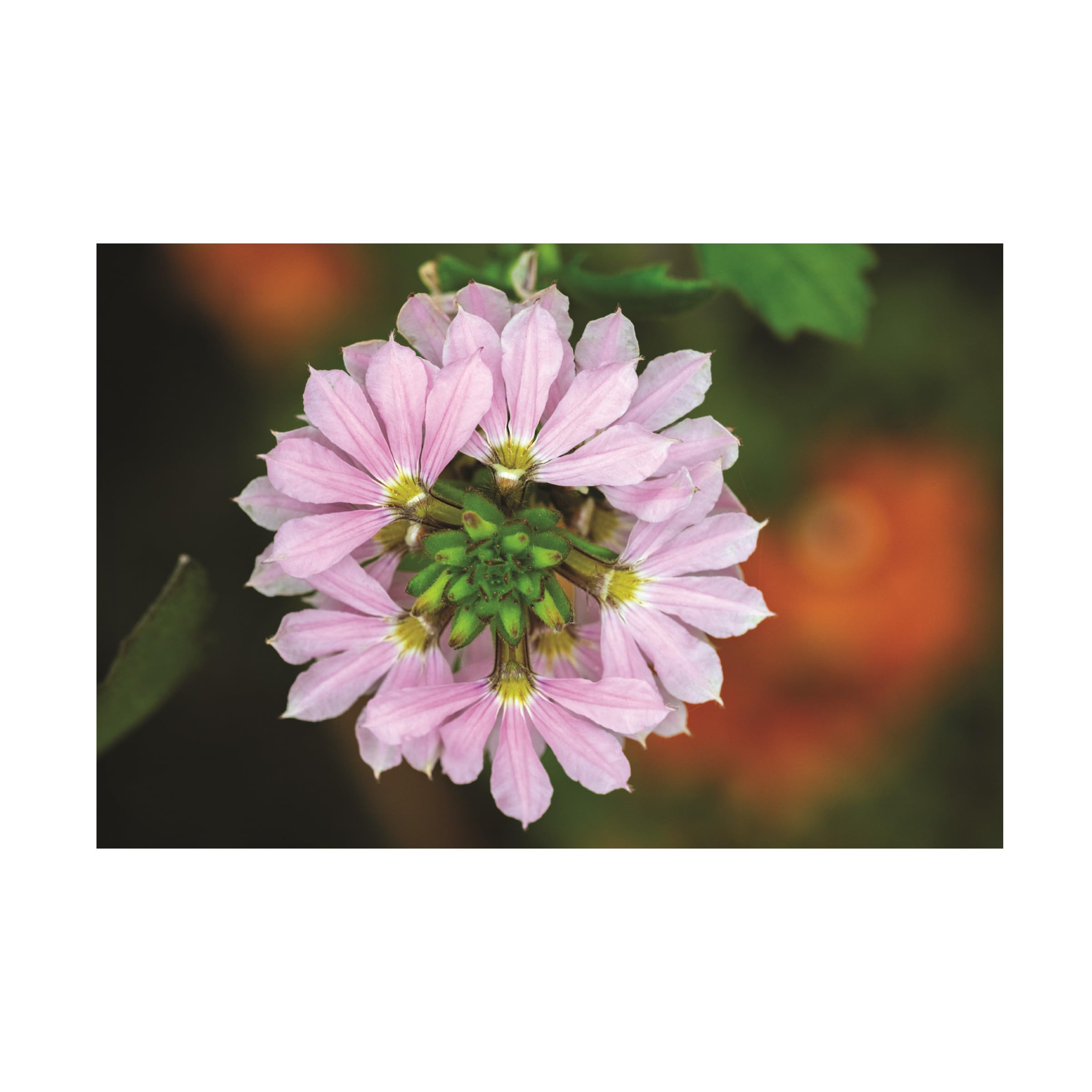 Kurt Shaffer Pink Fan Flower Canvas Art Print - Stunning Floral Photography for Home & Office Decor - Perfect for Living Room, Bedroom, or Gift