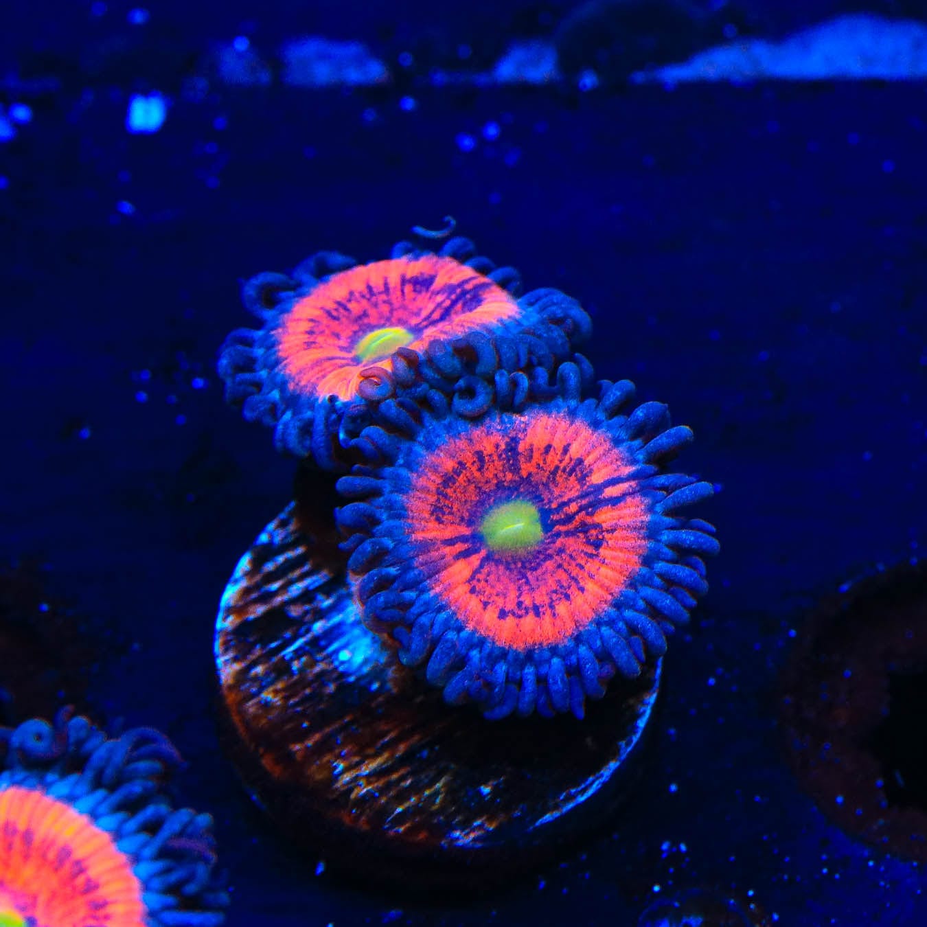 Everlasting Gobstopper Zoanthids Coral - Vibrant Saltwater Aquarium Coral for Reef Tanks | Perfect for Marine Aquascaping and Coral Propagation