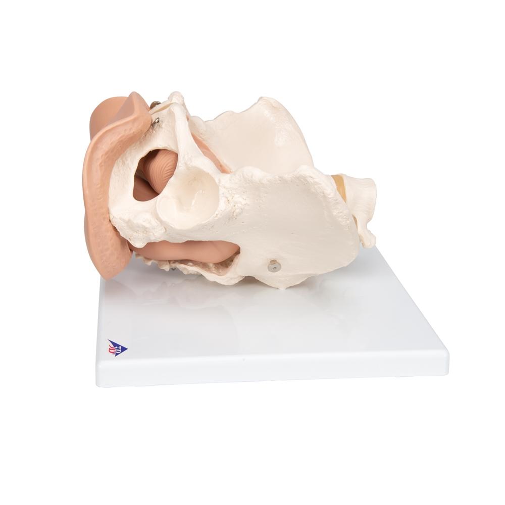 Female Pelvis Skeleton Model with Reproductive Organs - 3-Part Anatomical Model for Medical Education, Physical Therapy & OBGYN Training